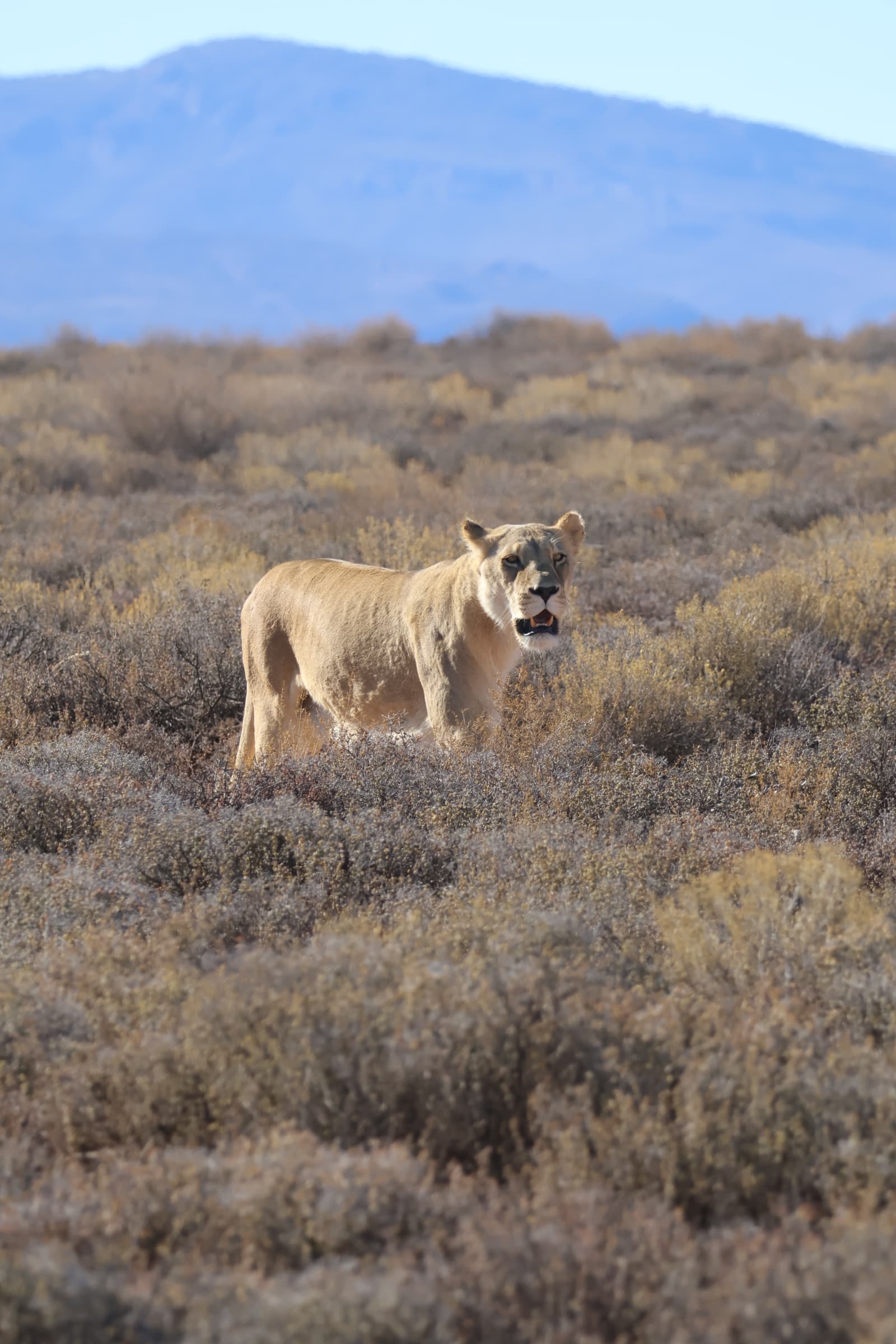 Animal 167