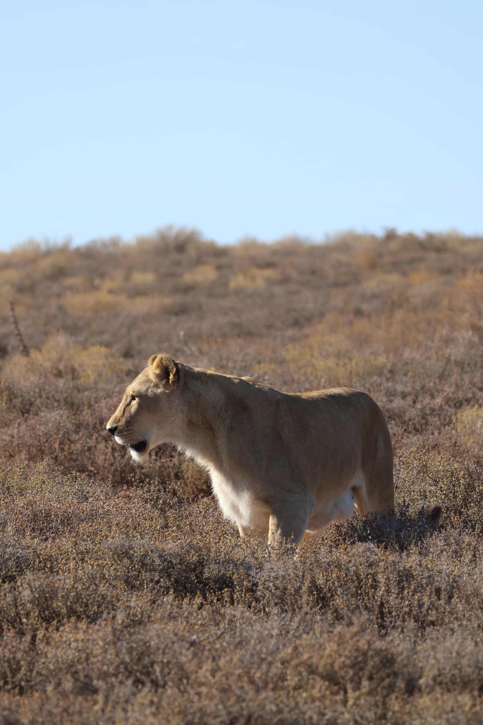 Animal 41