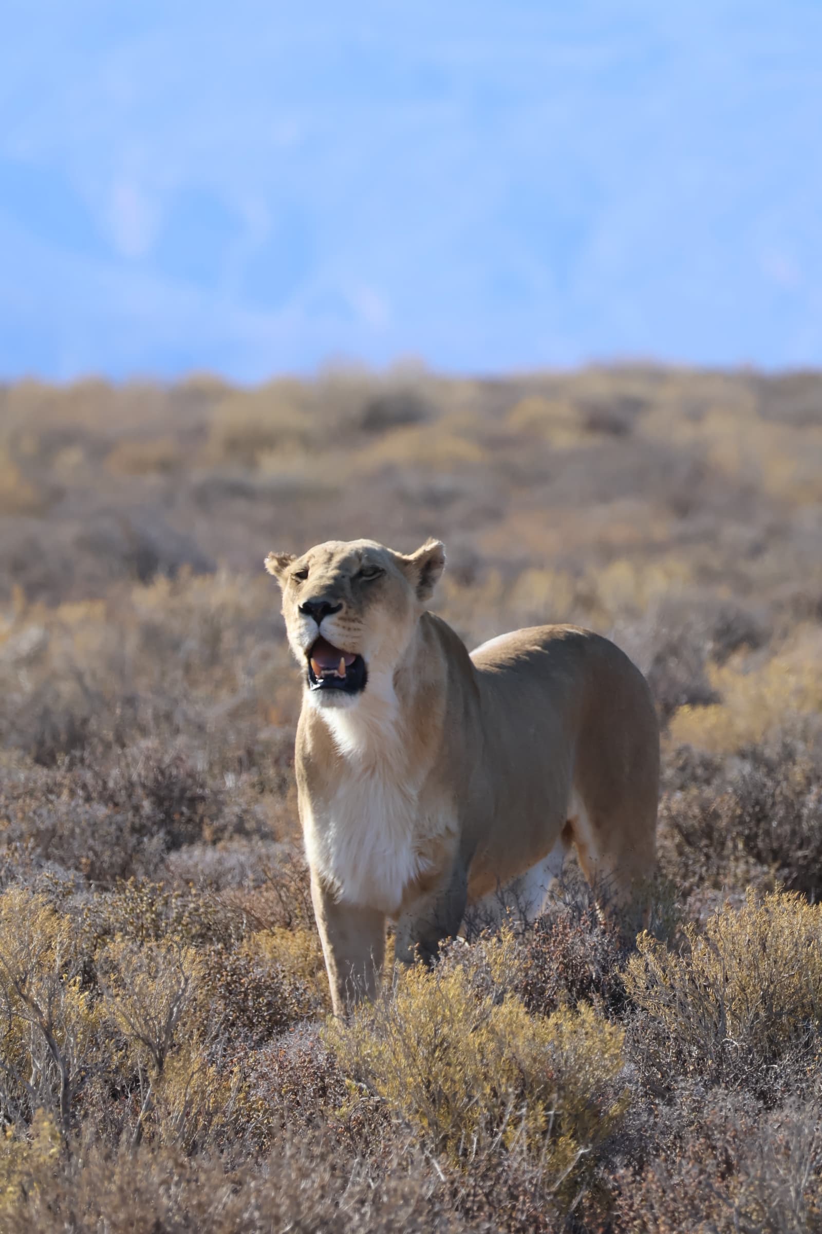 Animal 14