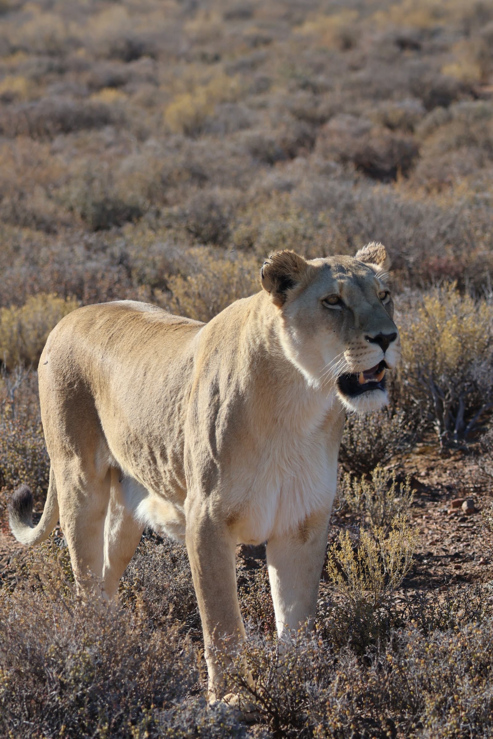 Animal 49