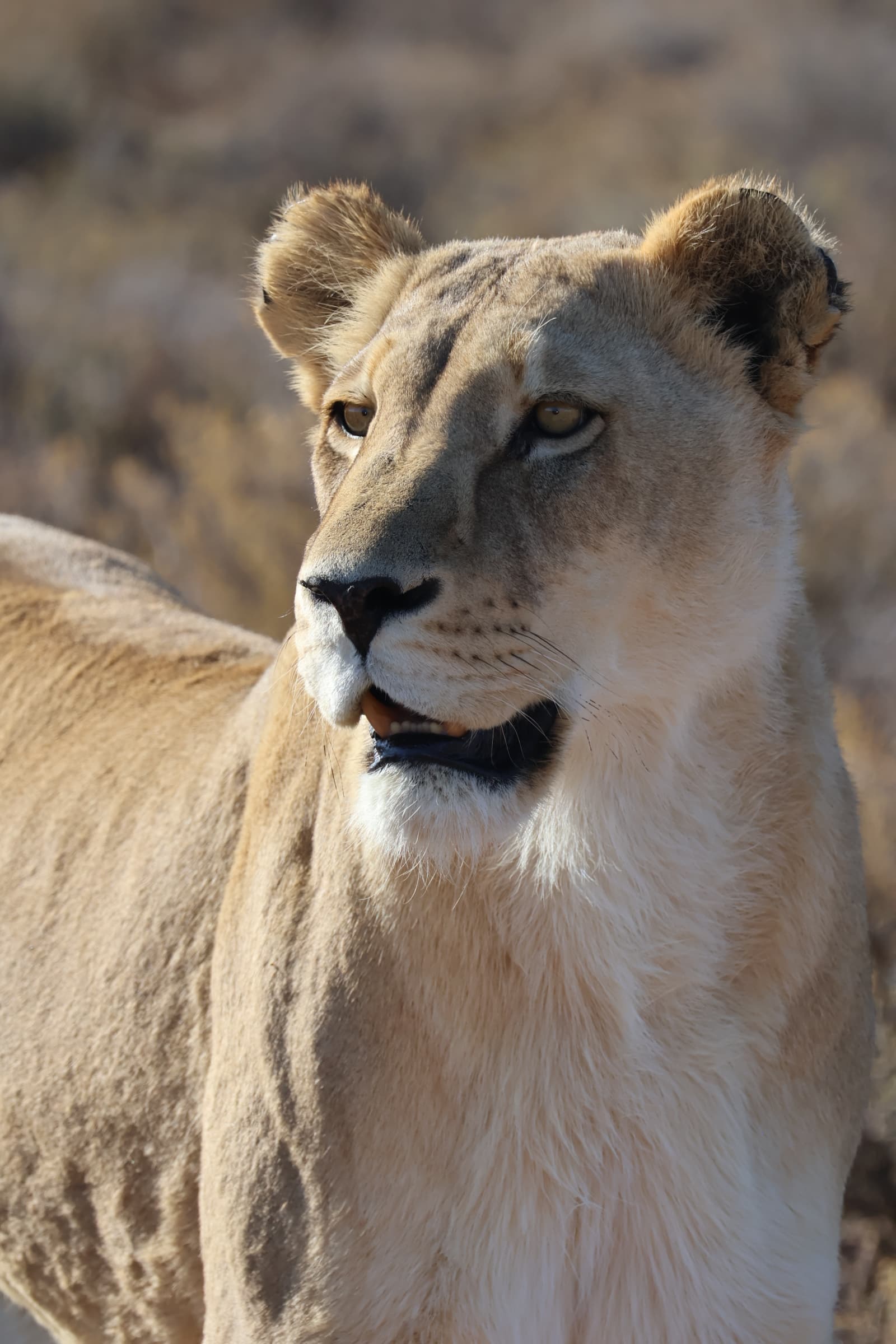 Animal 76