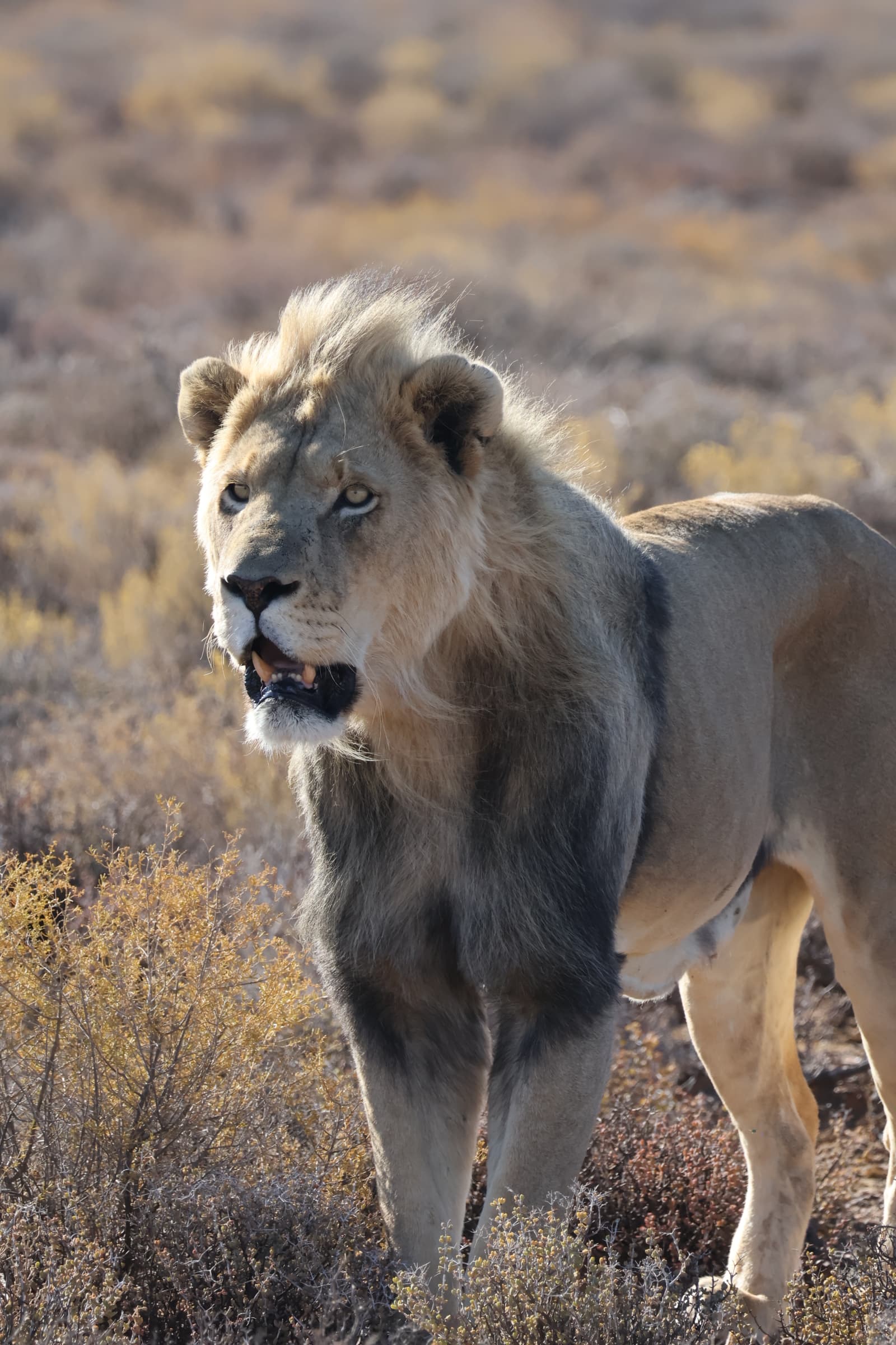 Animal 120