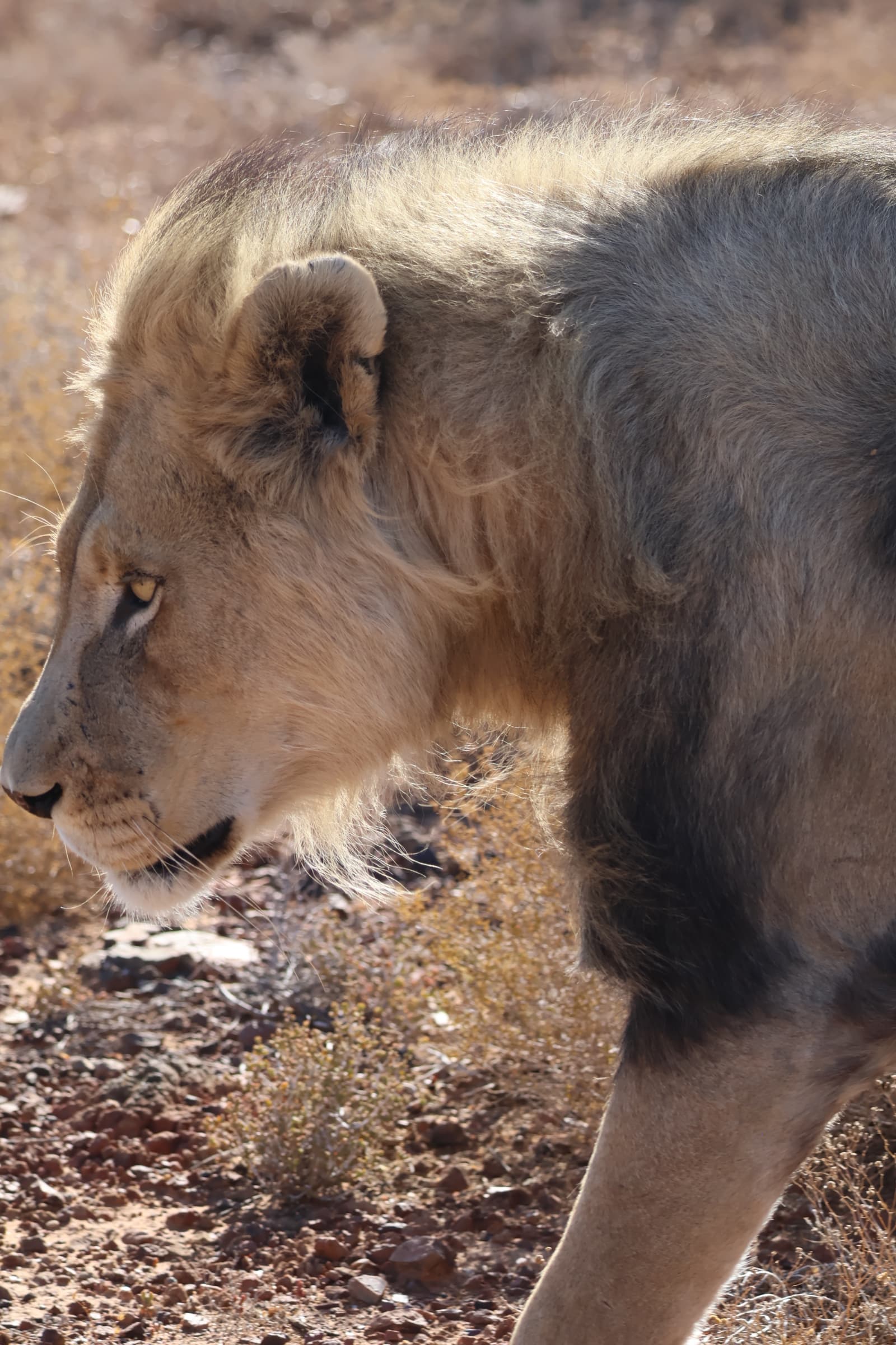 Animal 3