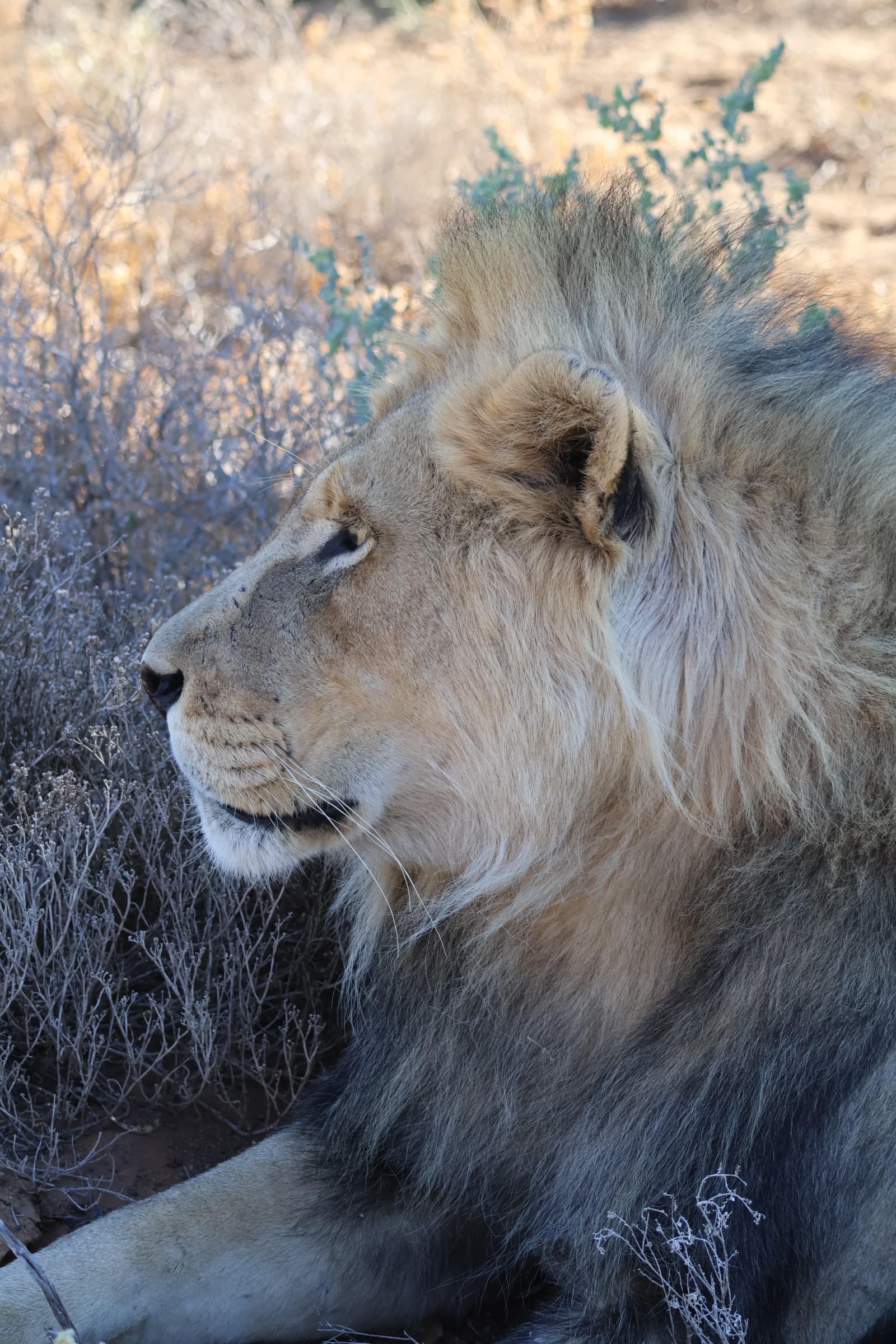 Animal 68