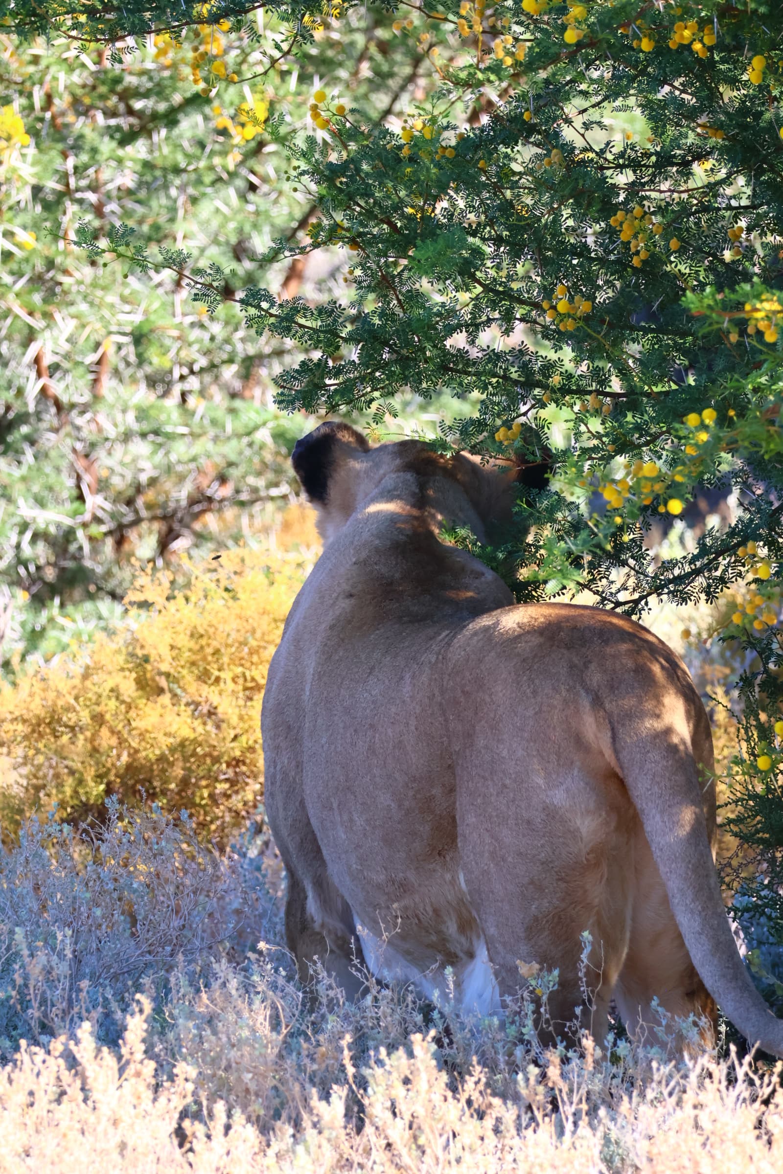 Animal 109