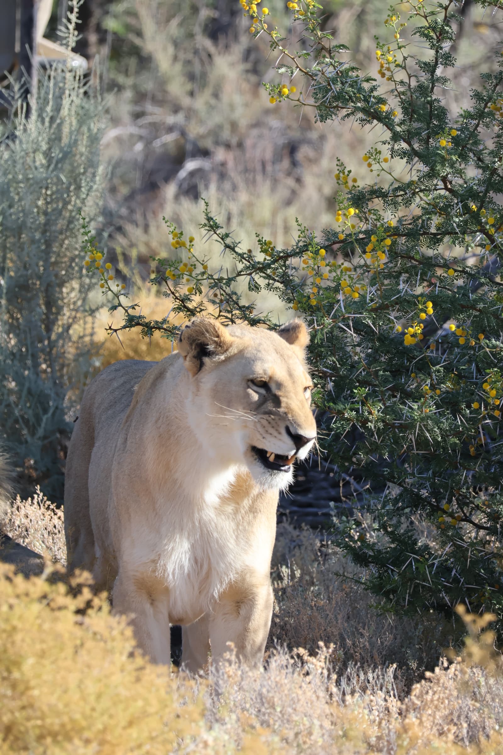 Animal 17