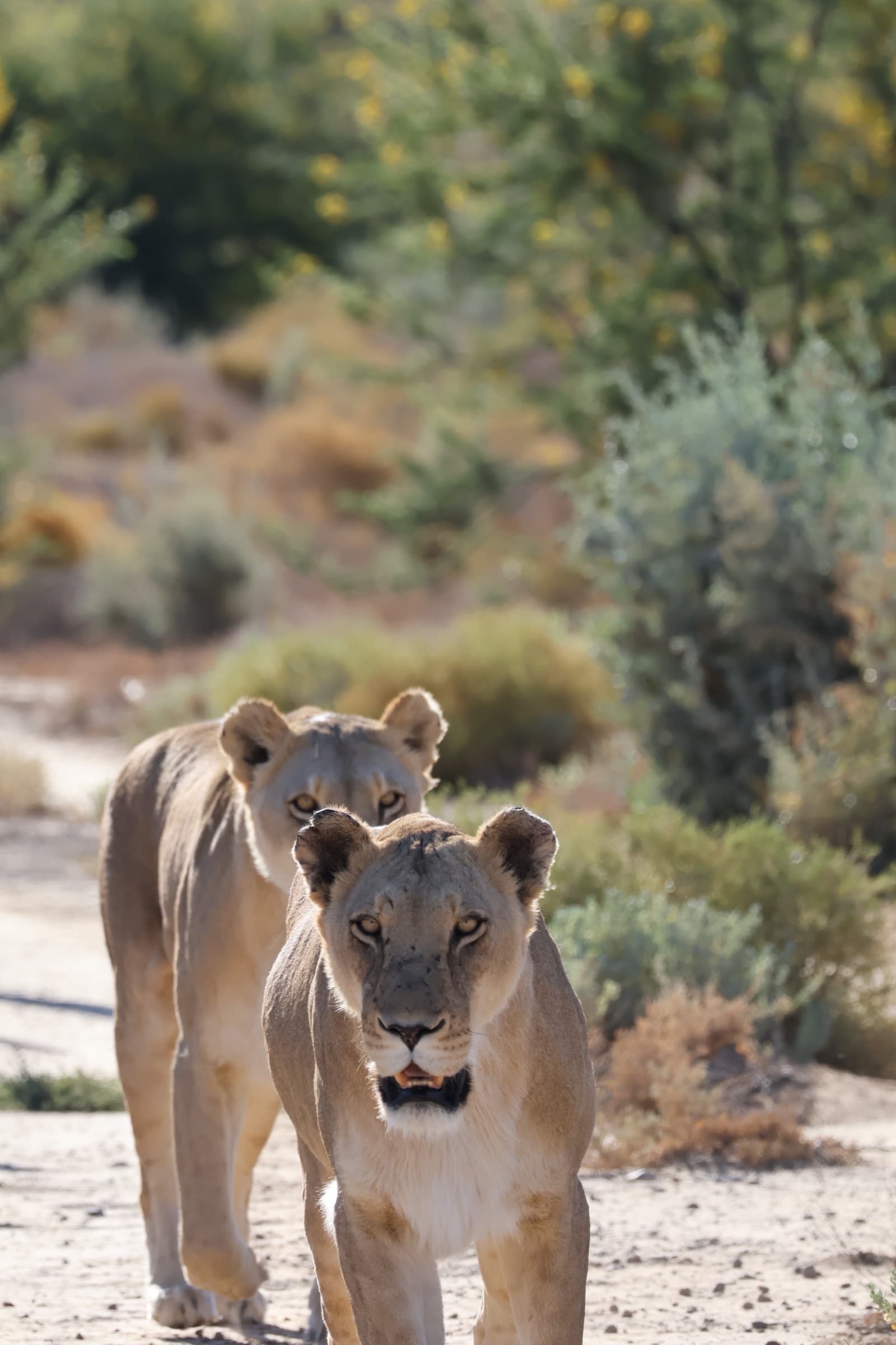 Animal 47