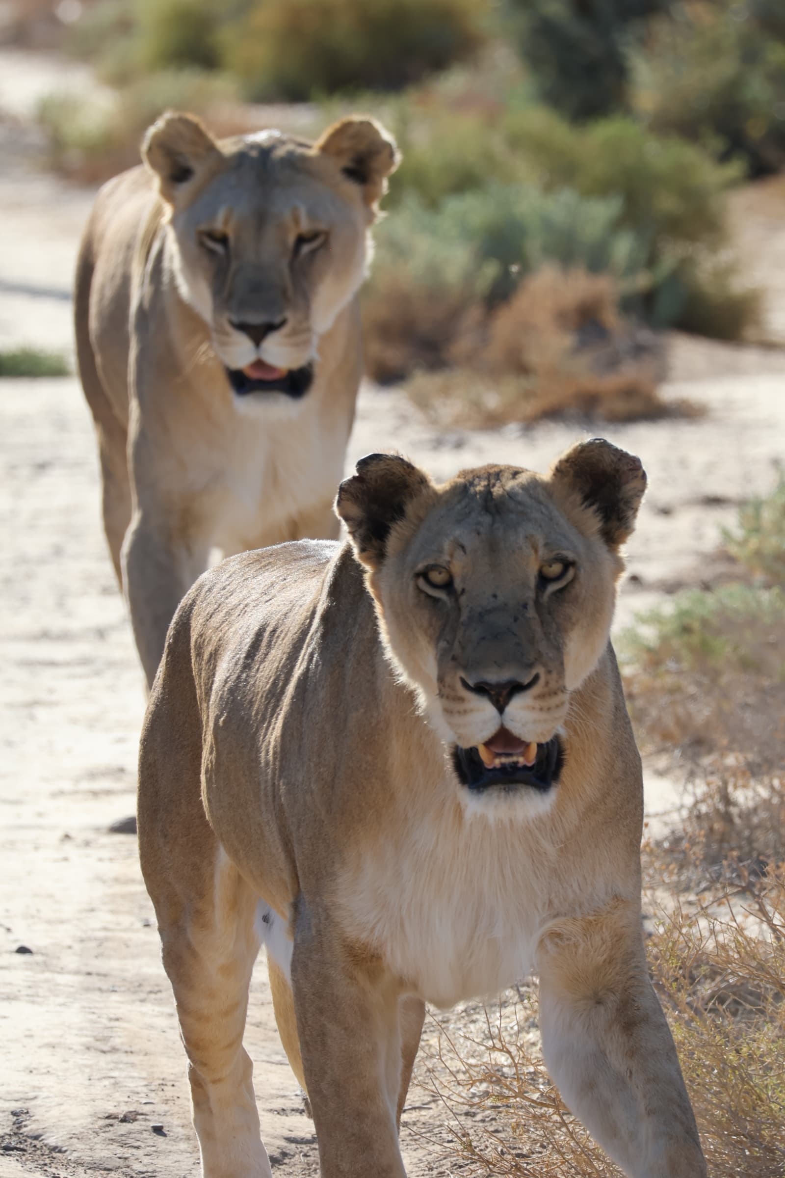 Animal 54
