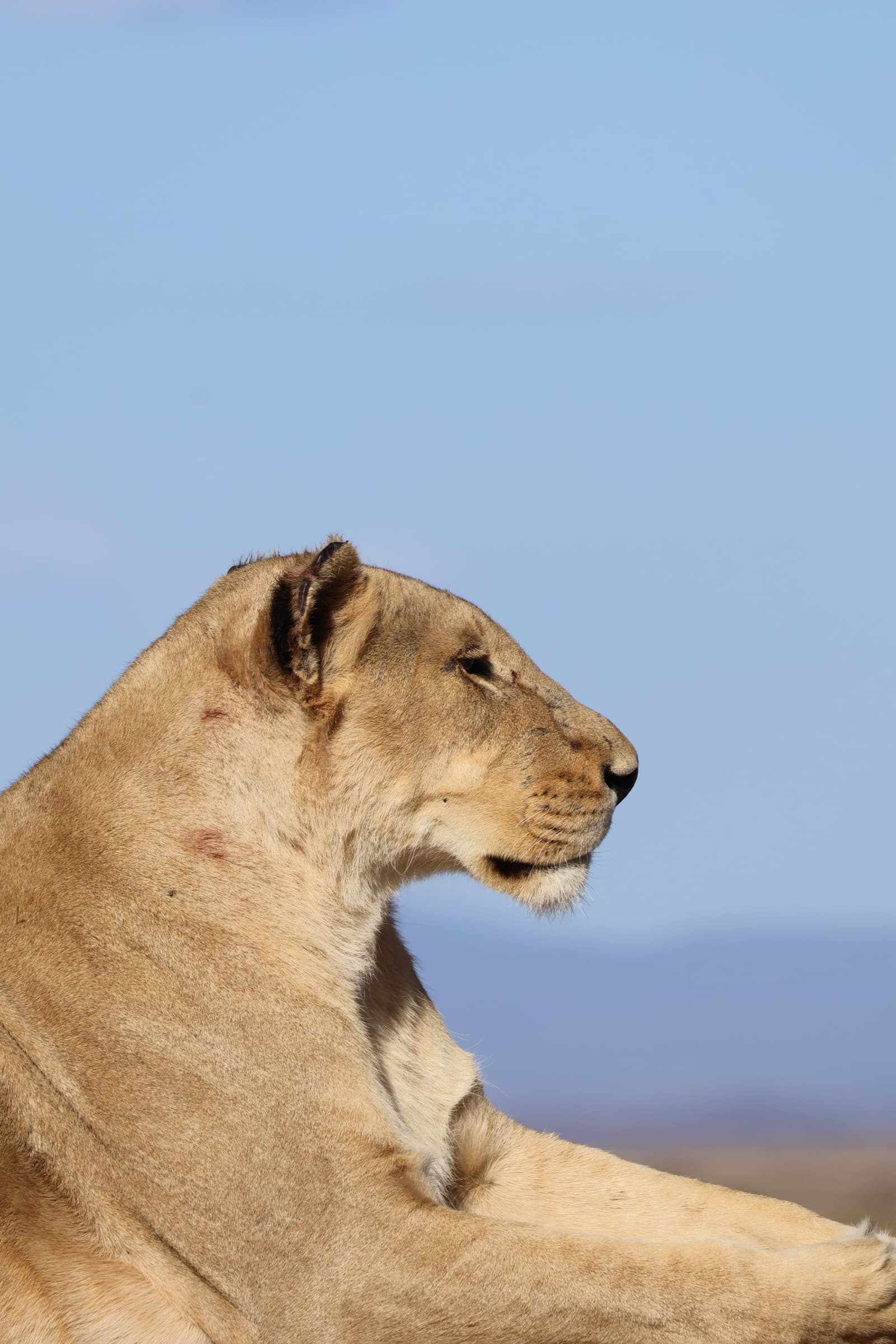 Animal 156
