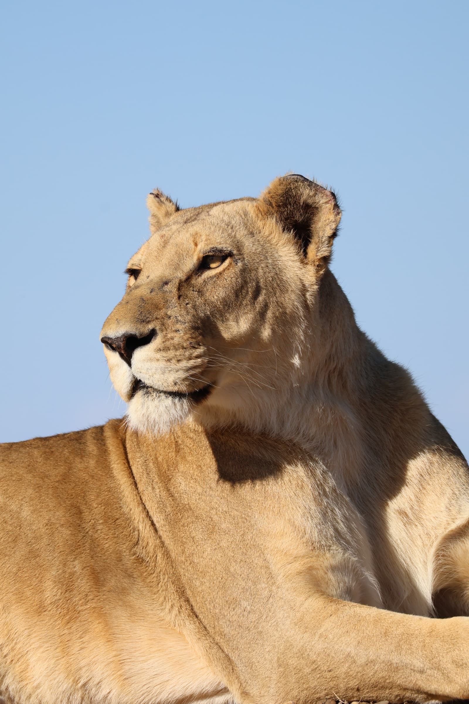 Animal 113