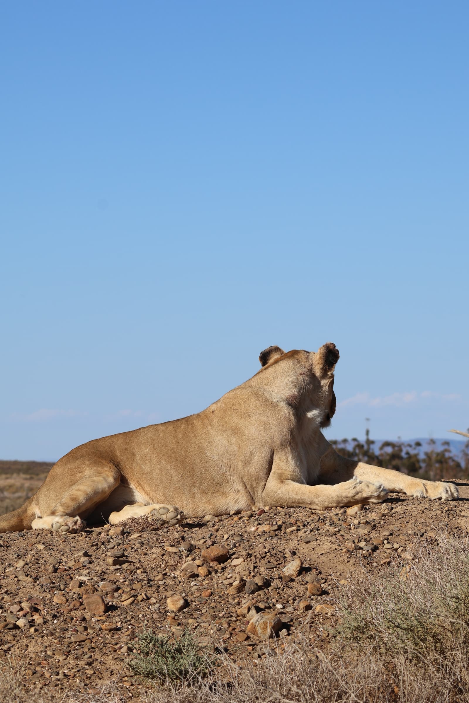 Animal 124