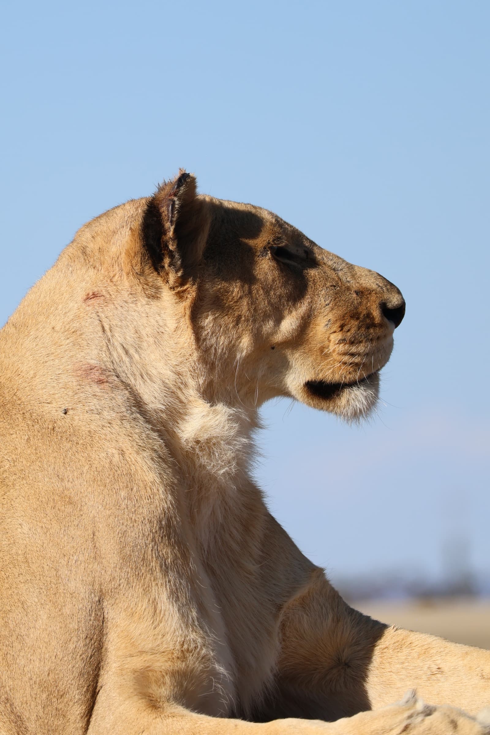 Animal 136