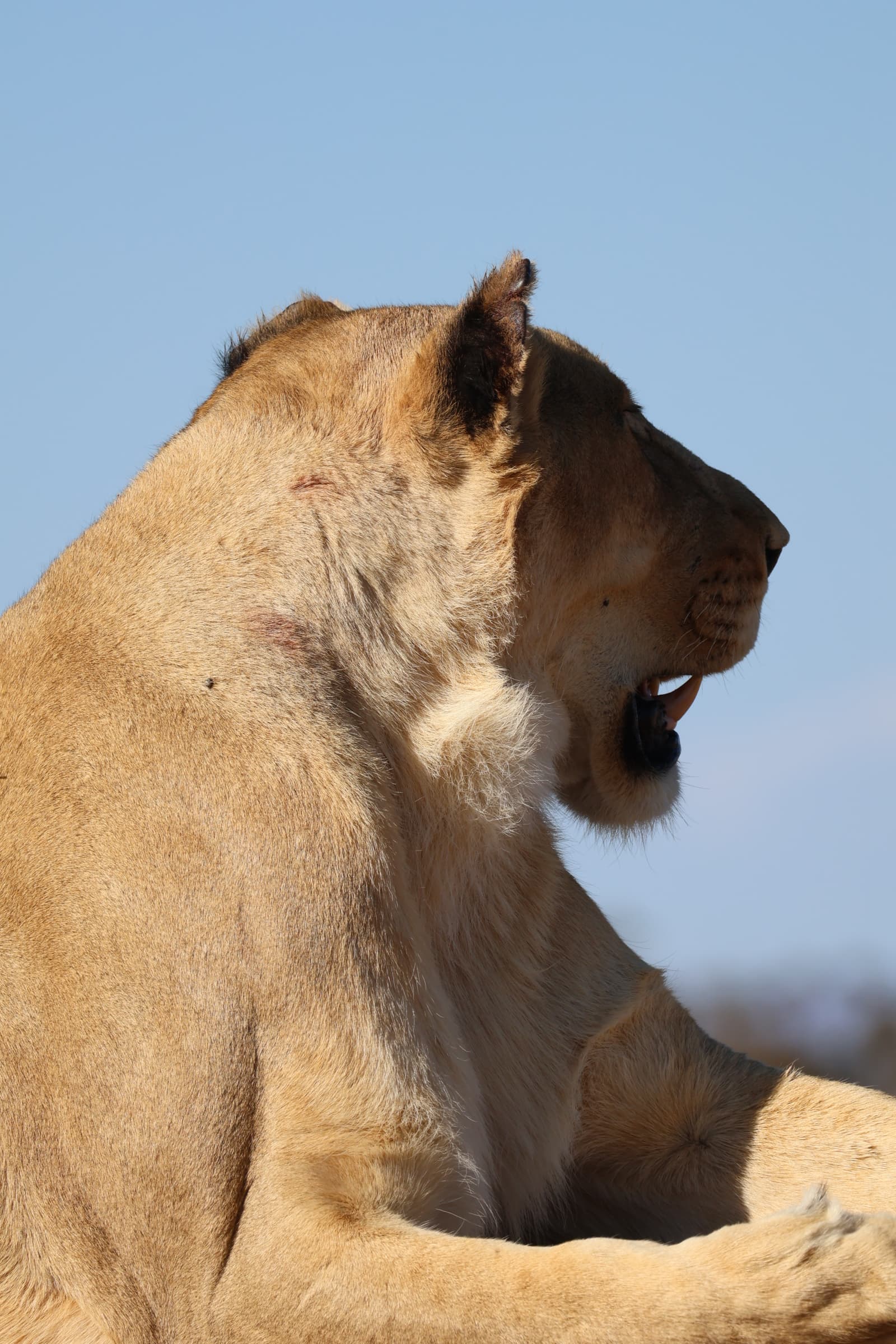Animal 166