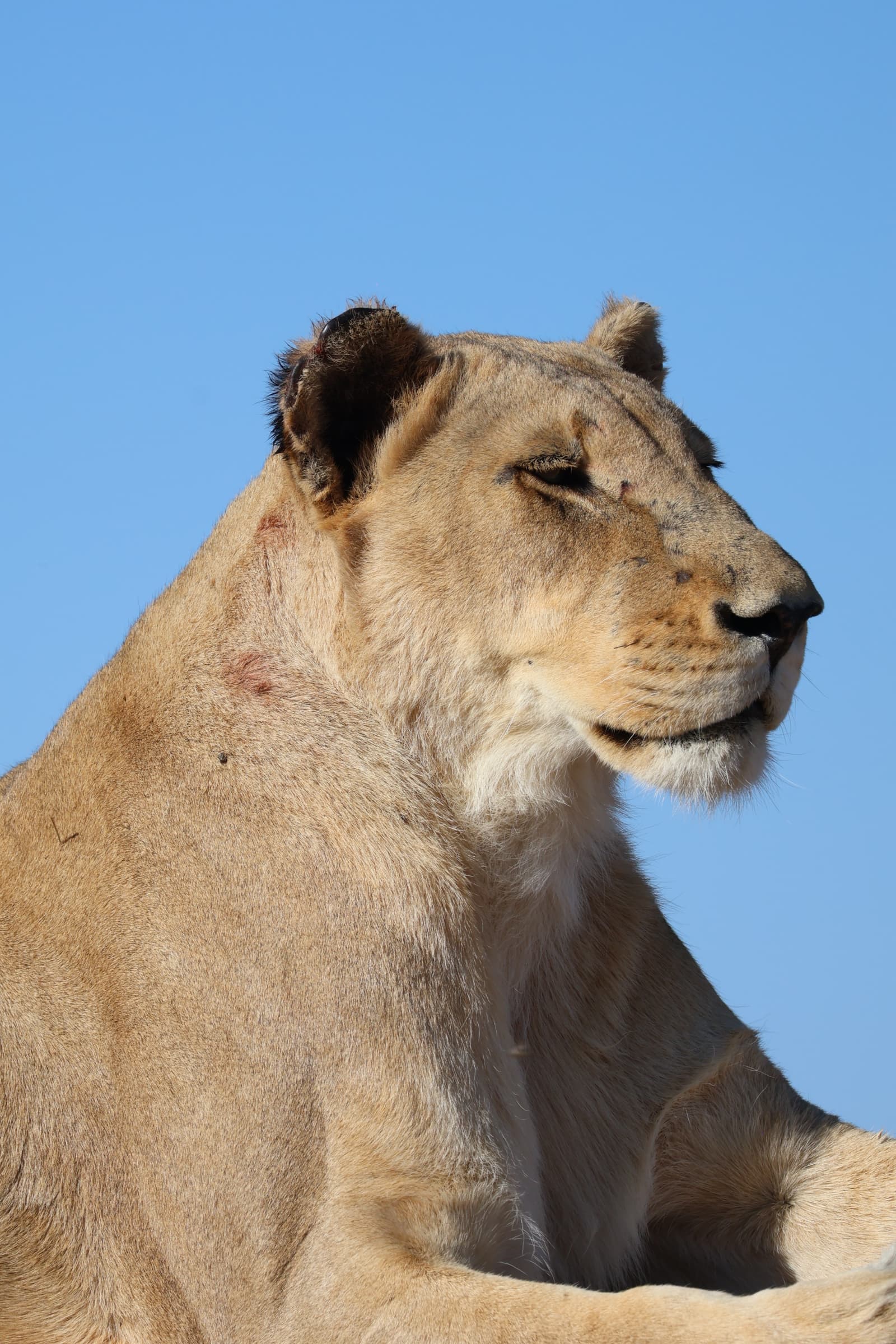 Animal 164