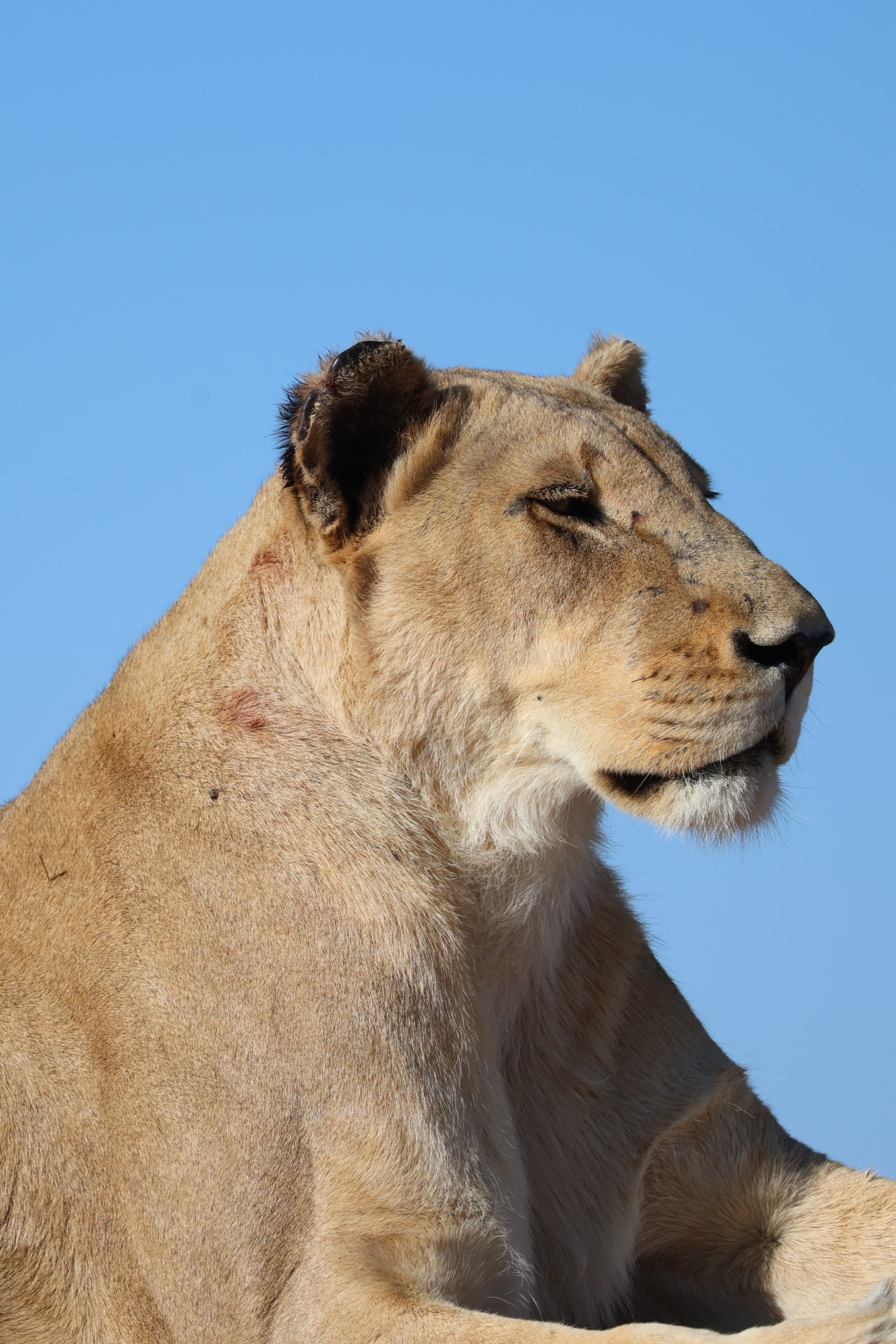 Animal 215