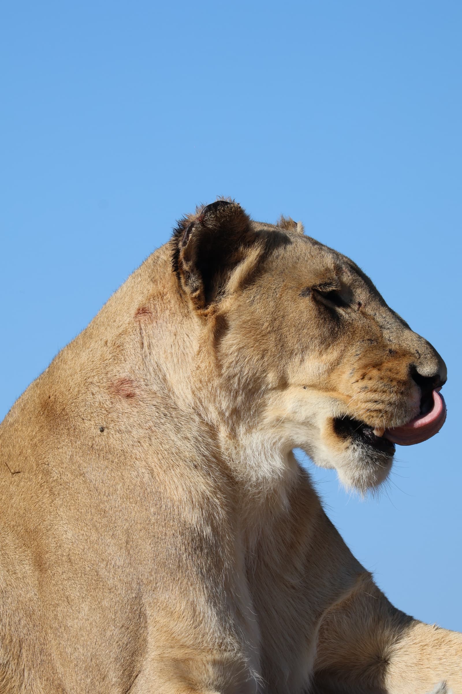 Animal 93