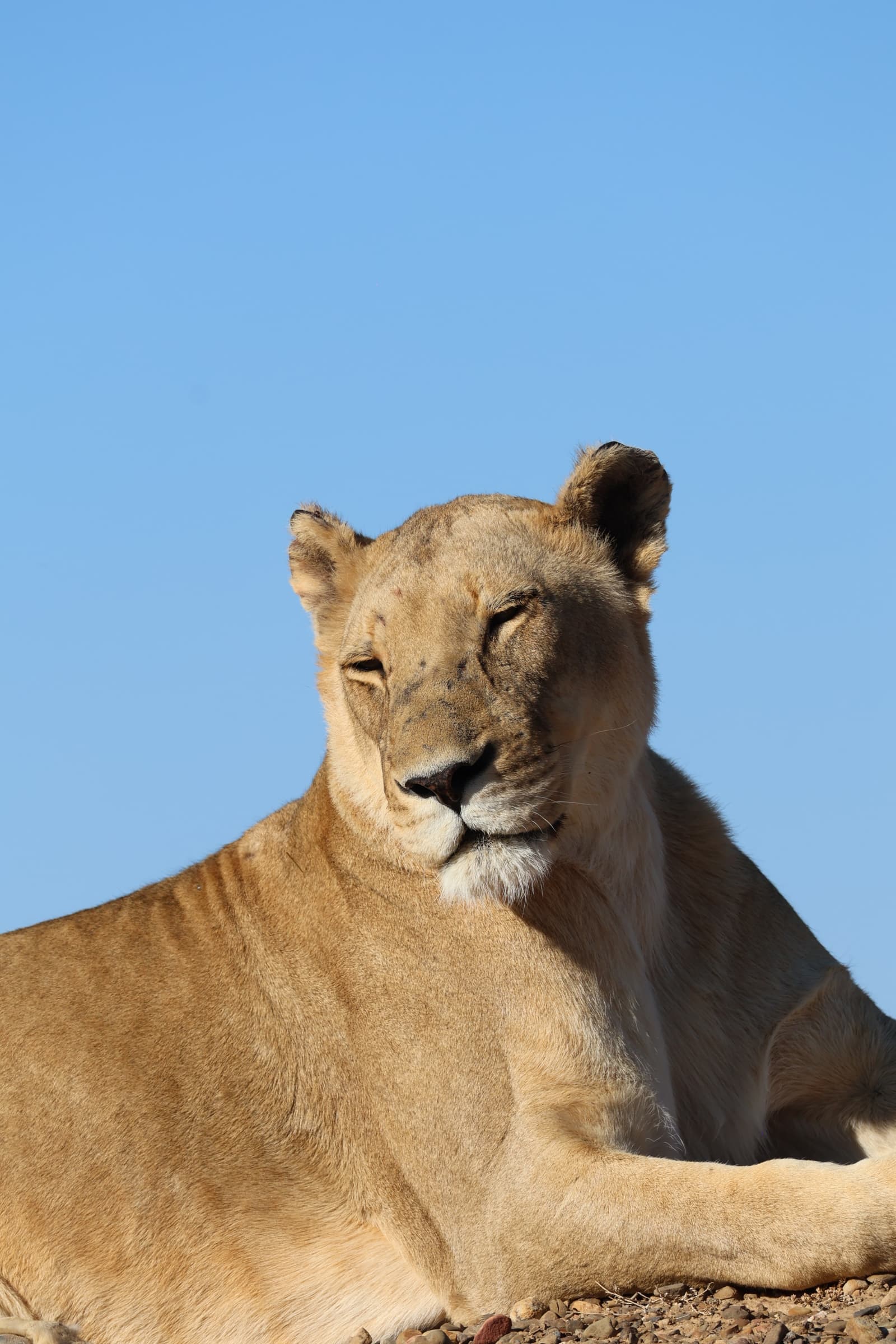 Animal 205