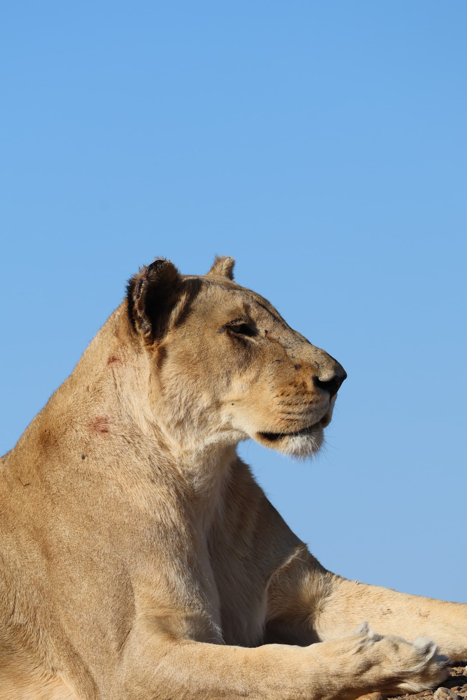 Animal 117