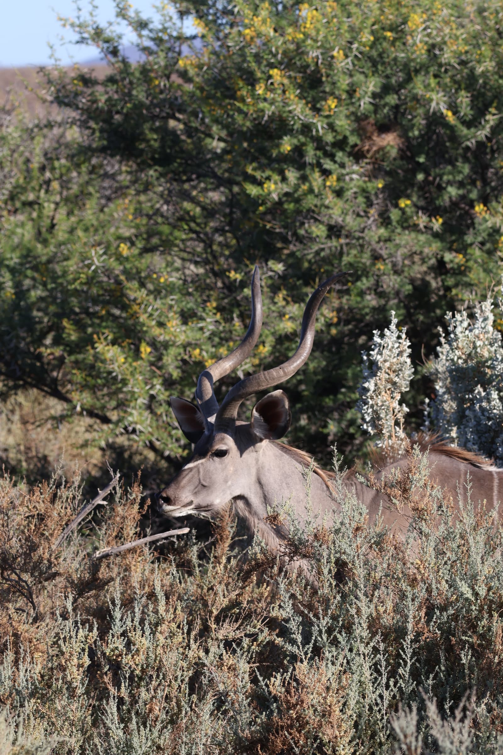 Animal 173