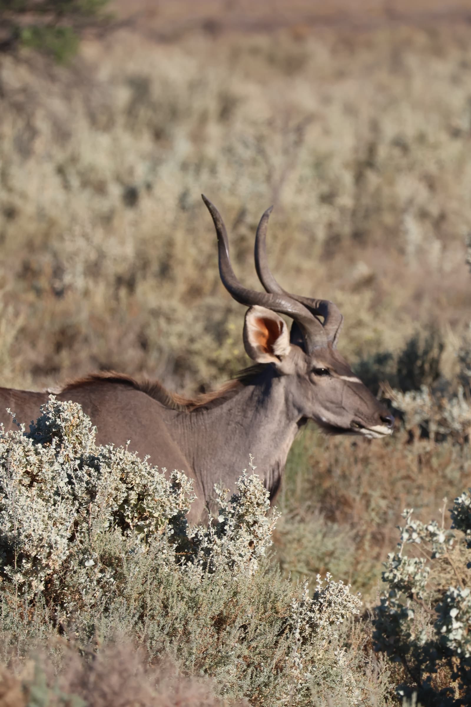 Animal 8