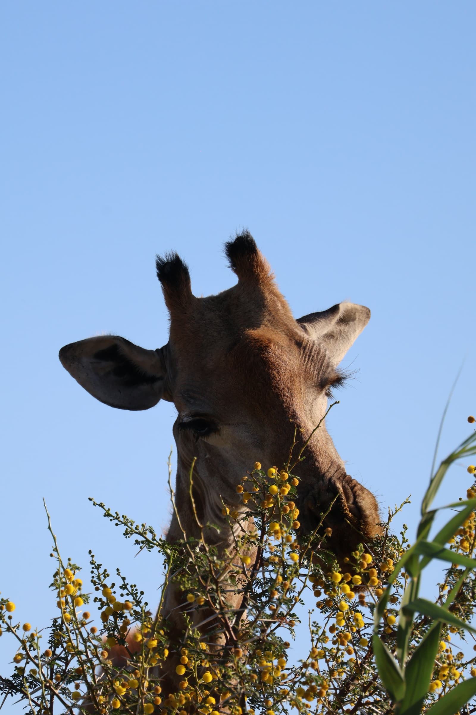 Animal 126