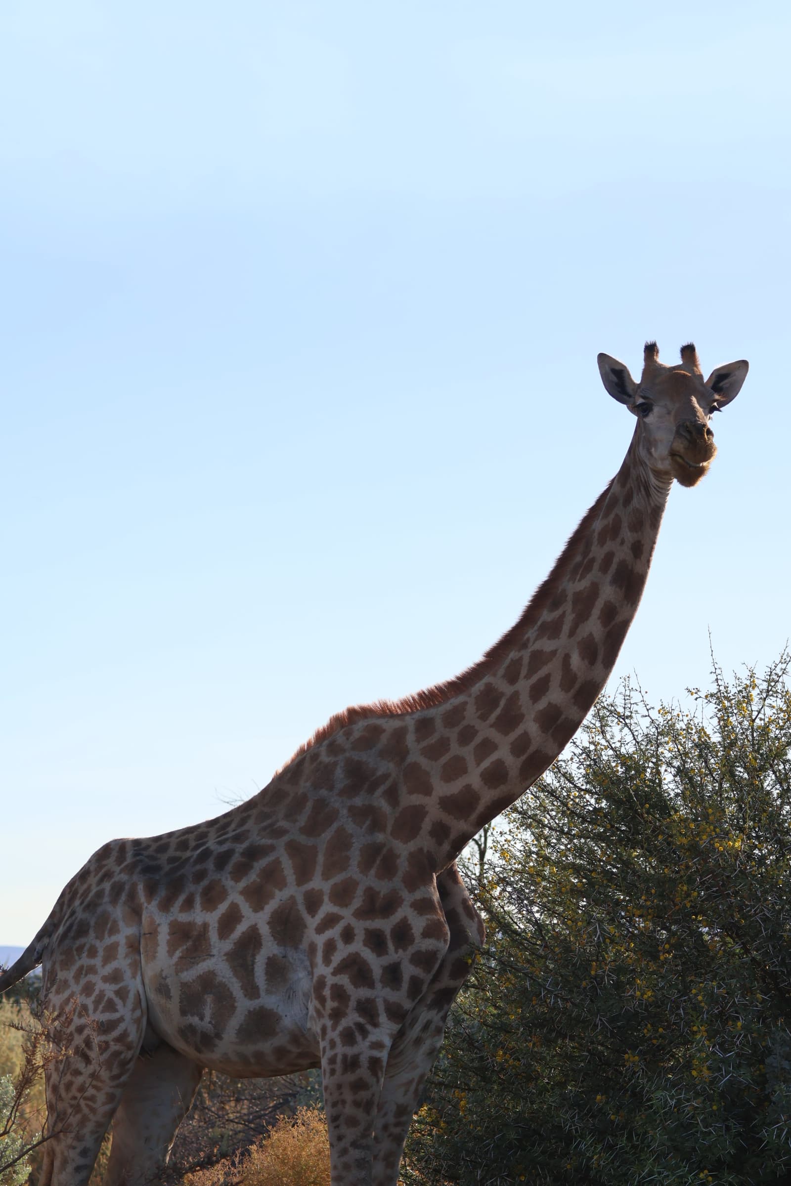 Animal 46