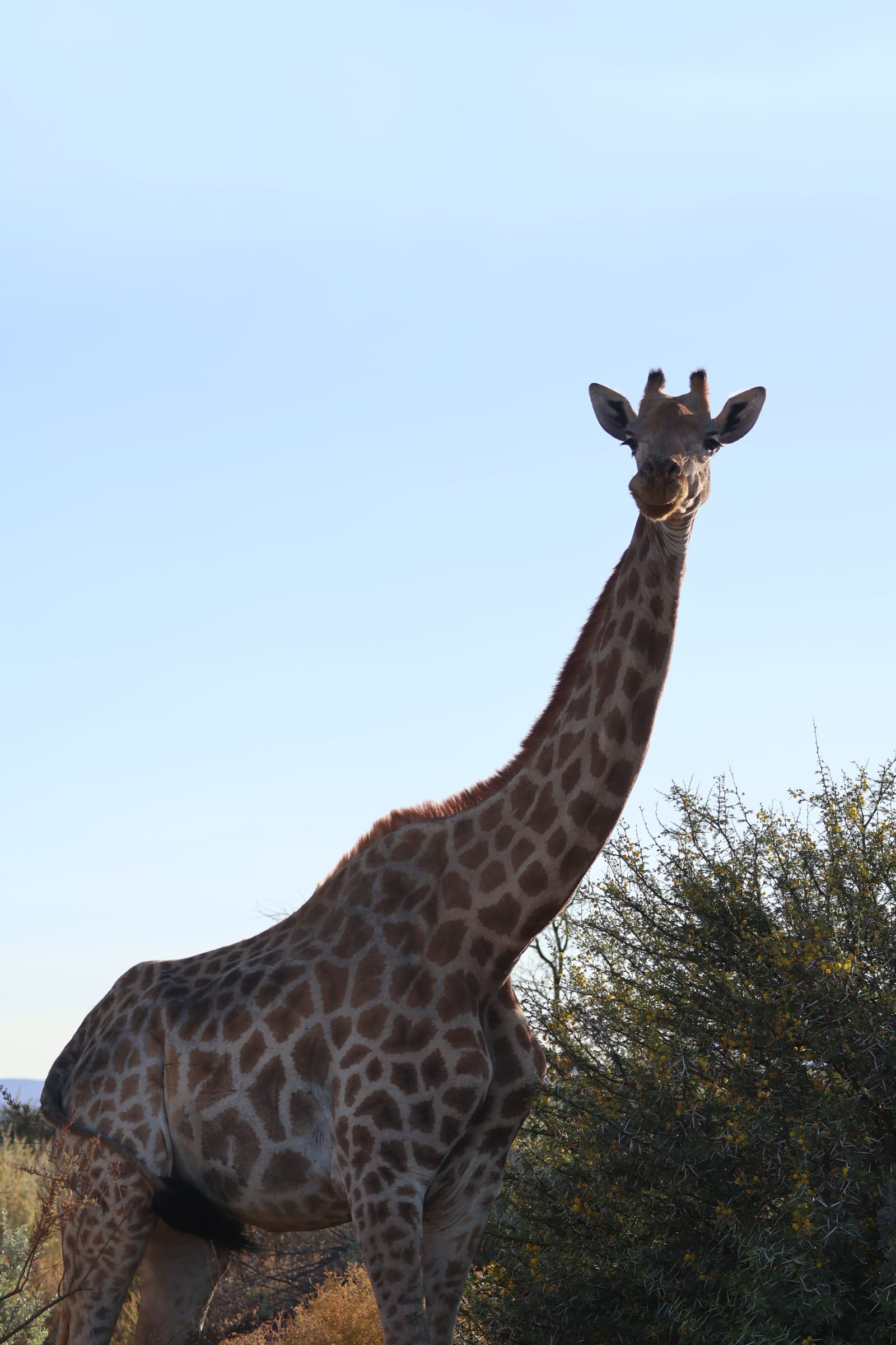 Animal 163