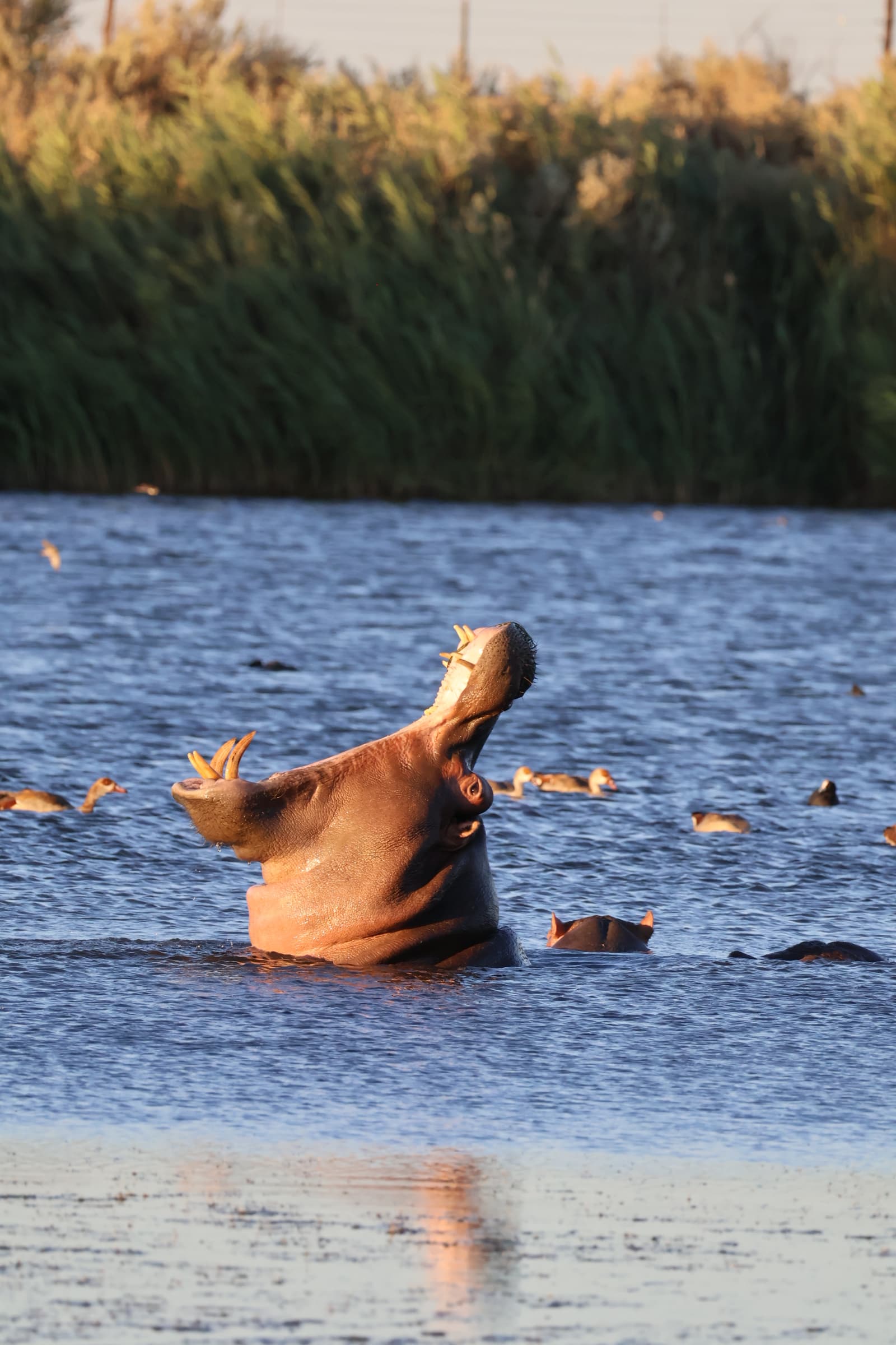 Animal 36