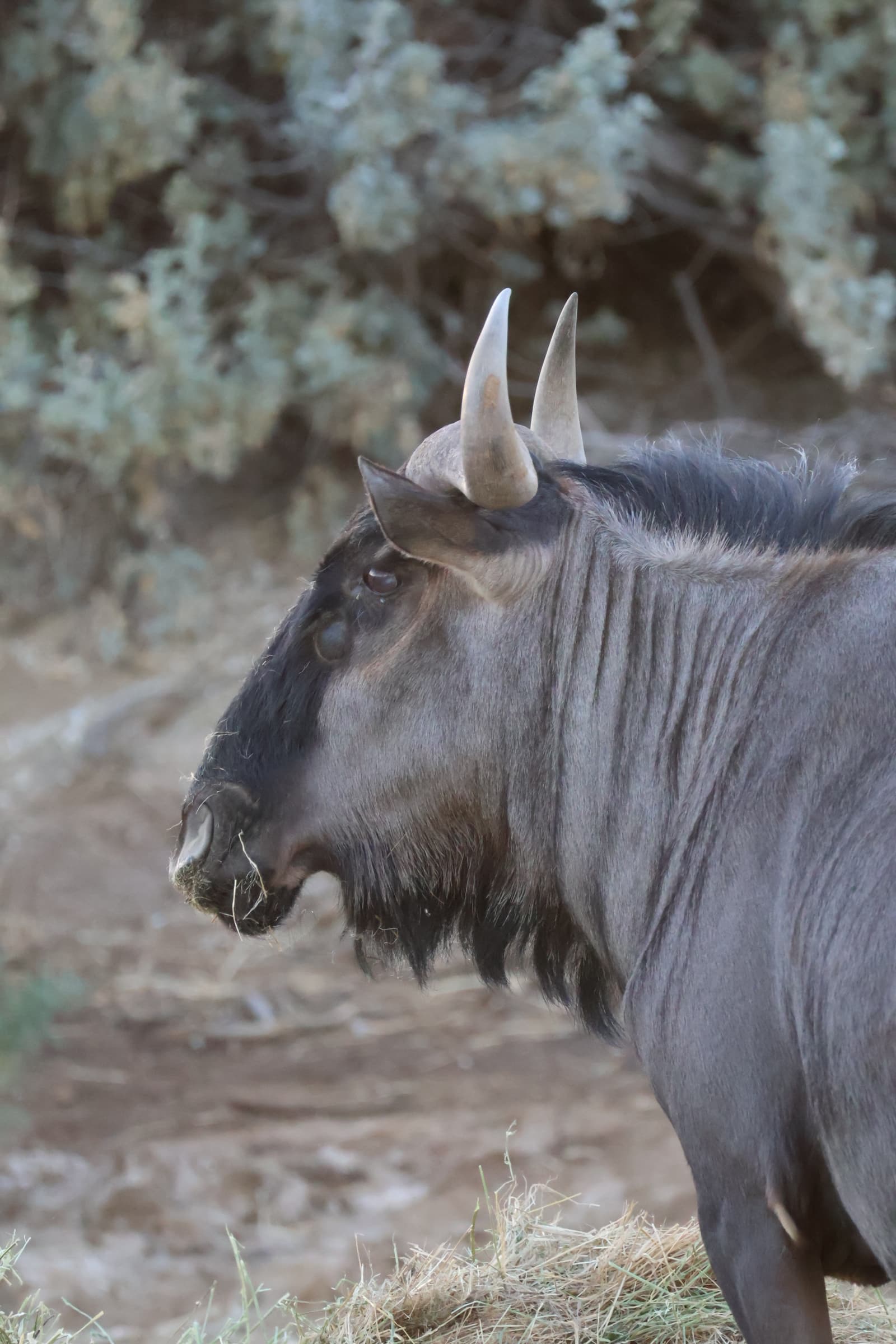 Animal 219
