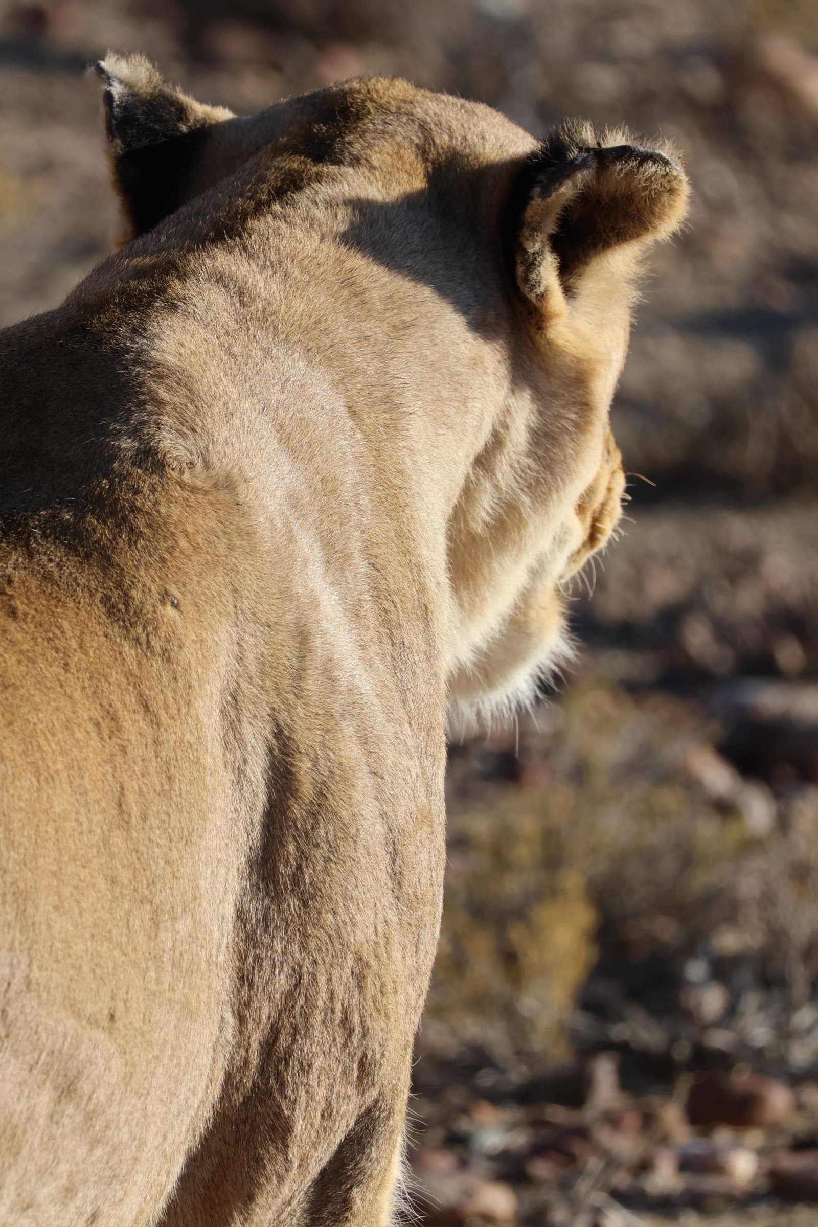 Animal 58