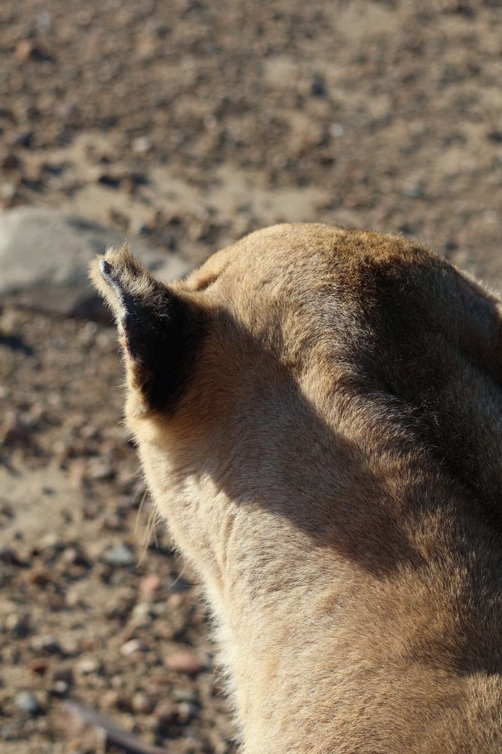 Animal 179