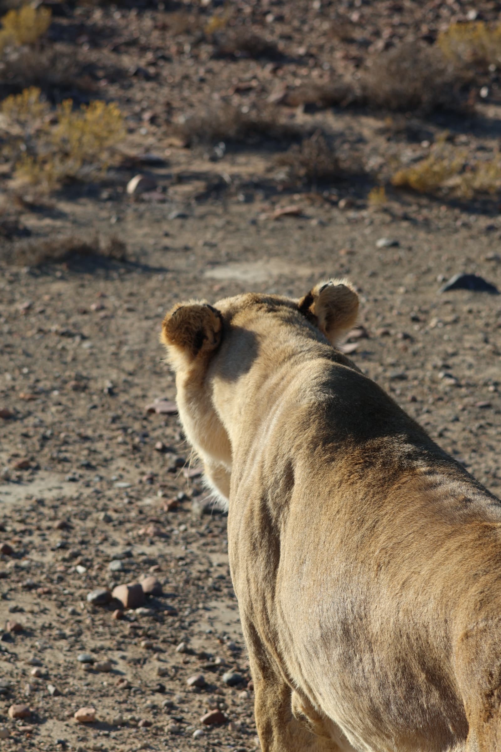 Animal 131
