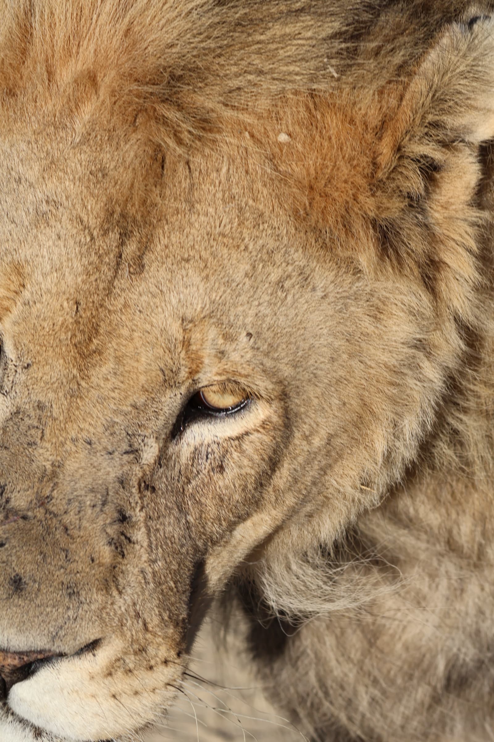 Animal 159
