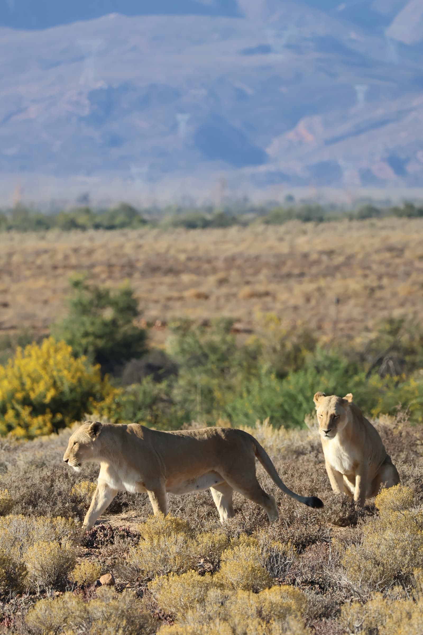 Animal 137