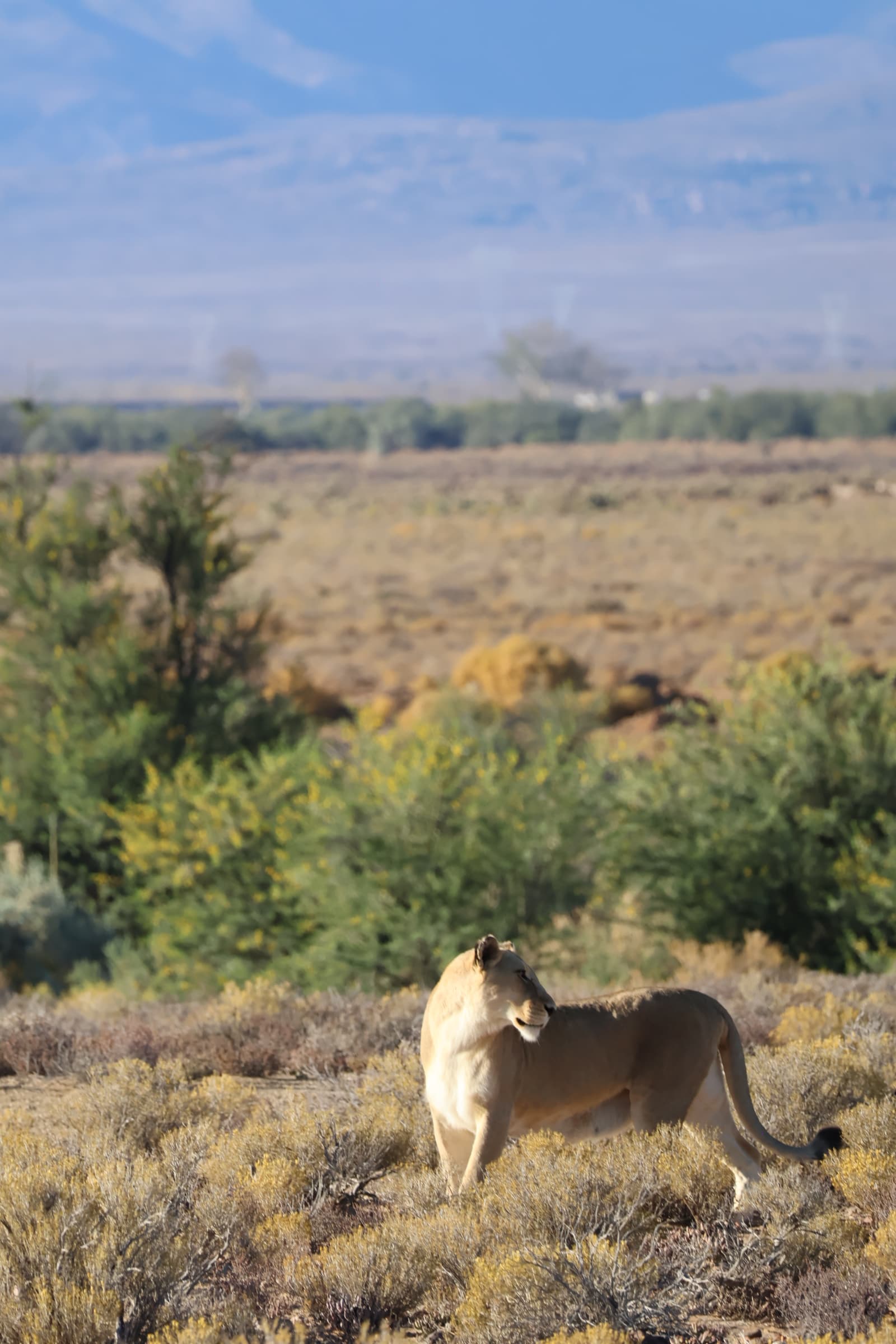 Animal 48