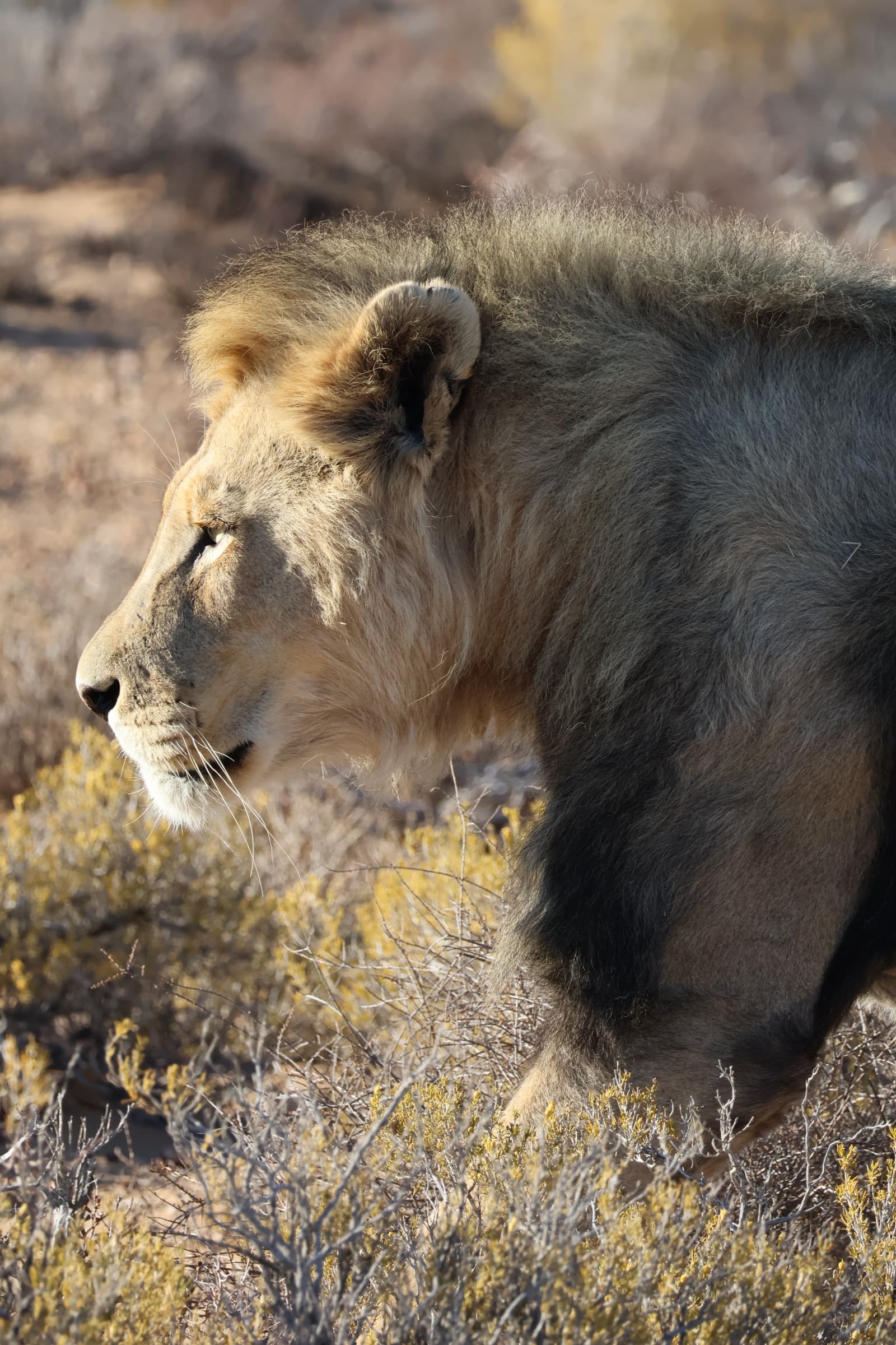 Animal 22
