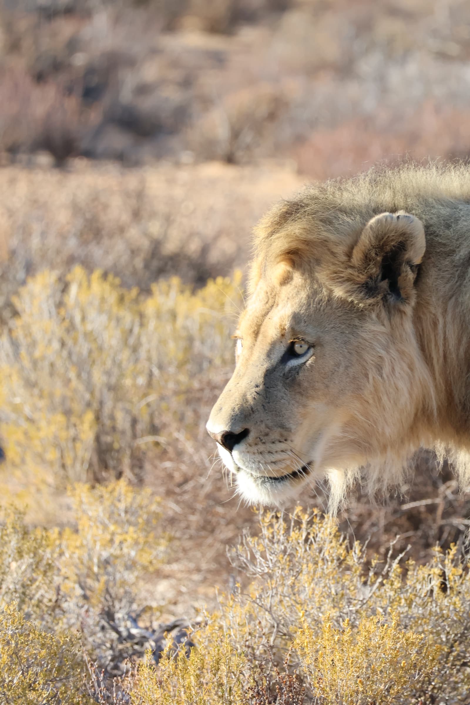 Animal 28
