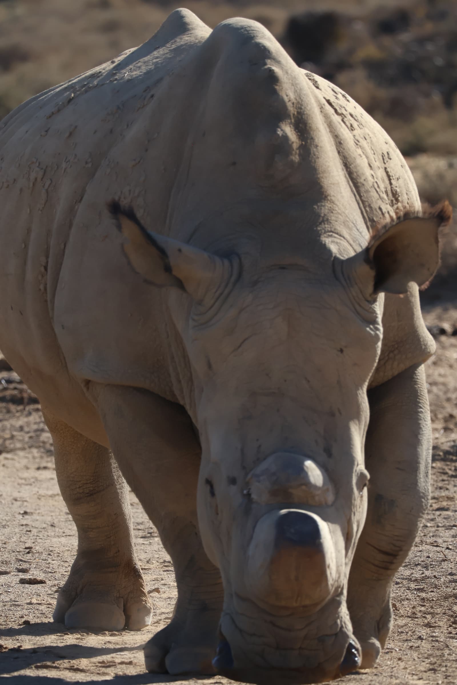 Animal 152