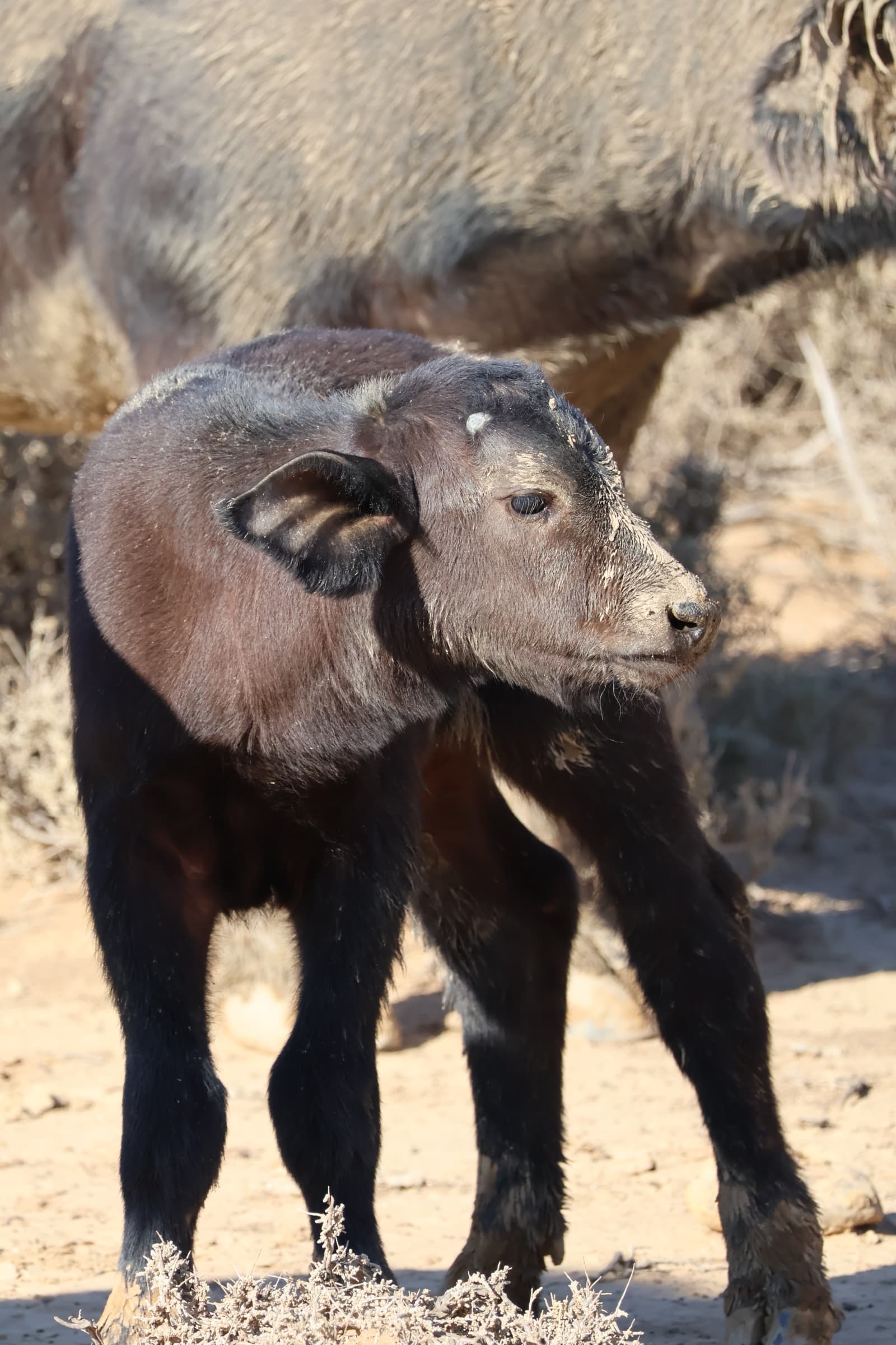 Animal 128