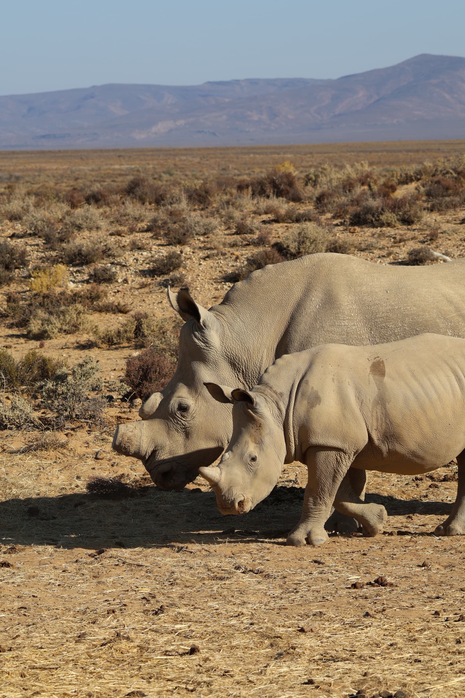 Animal 119