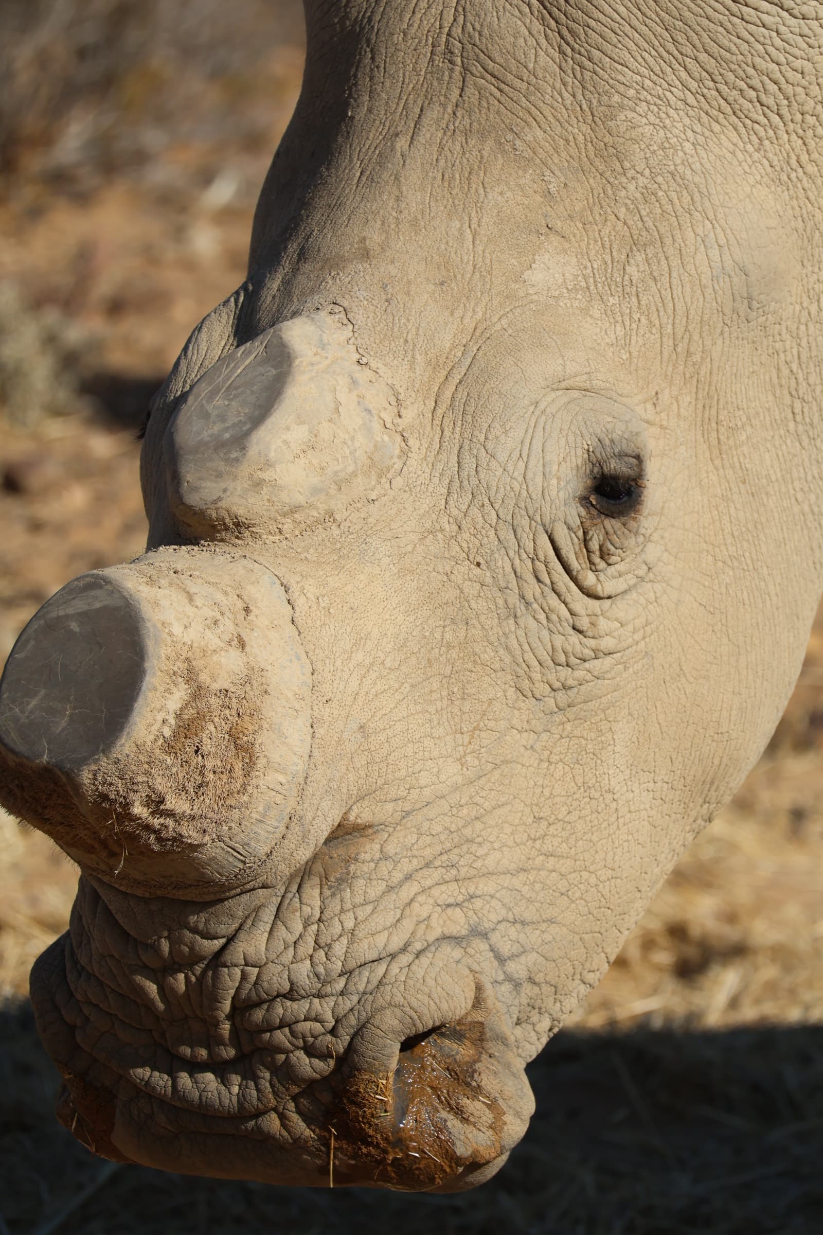 Animal 172