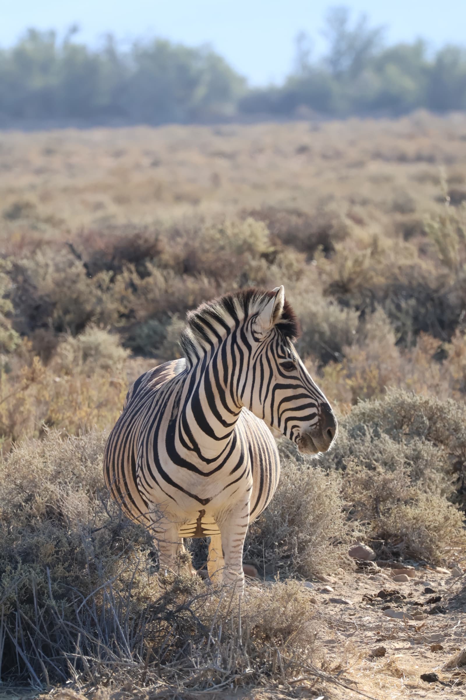 Animal 29