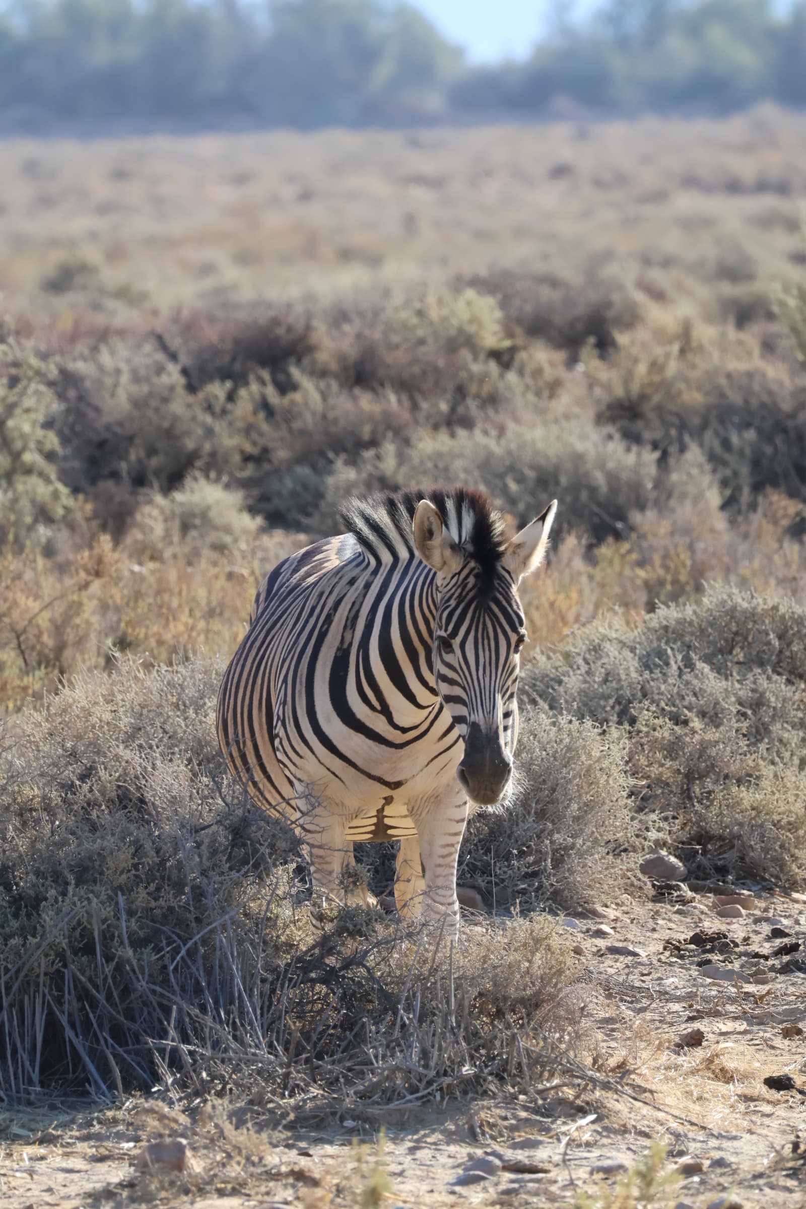 Animal 212