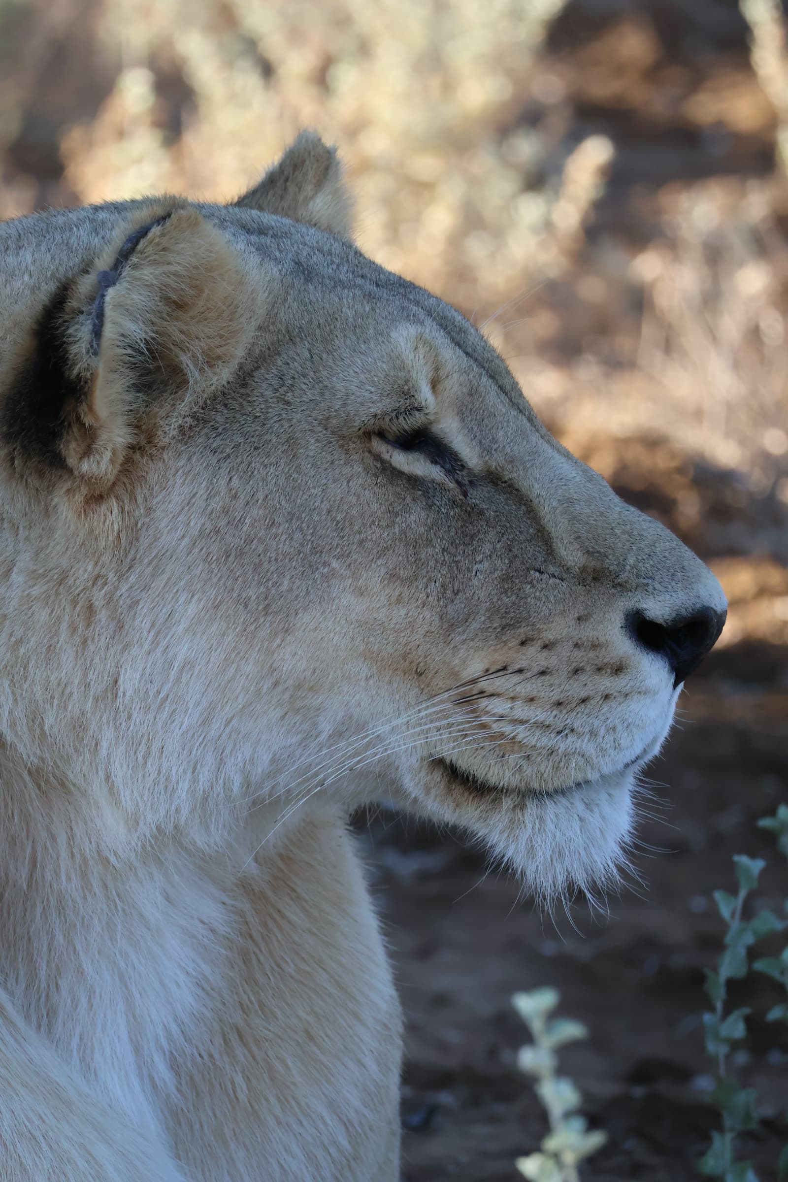 Animal 42