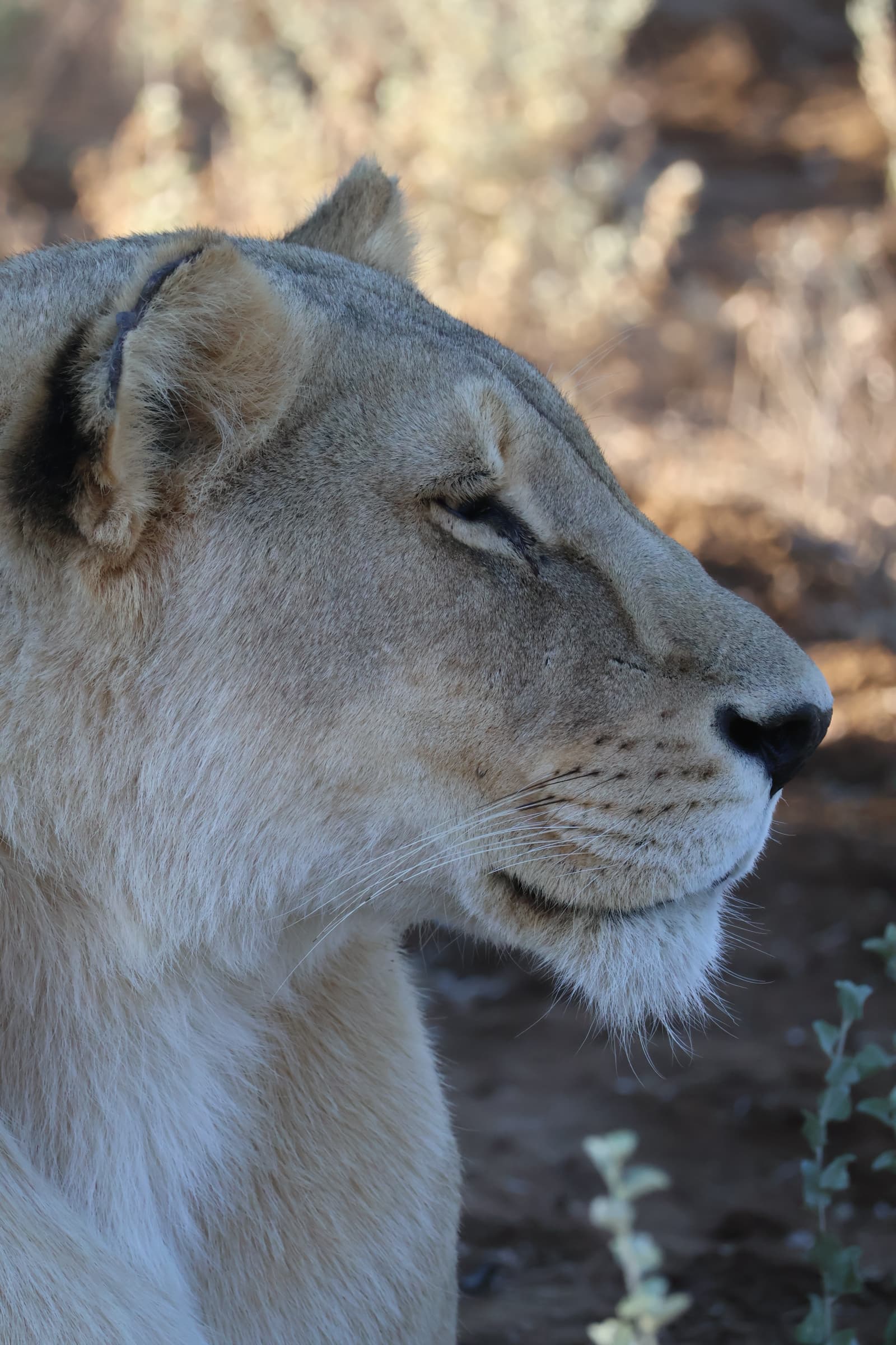 Animal 161