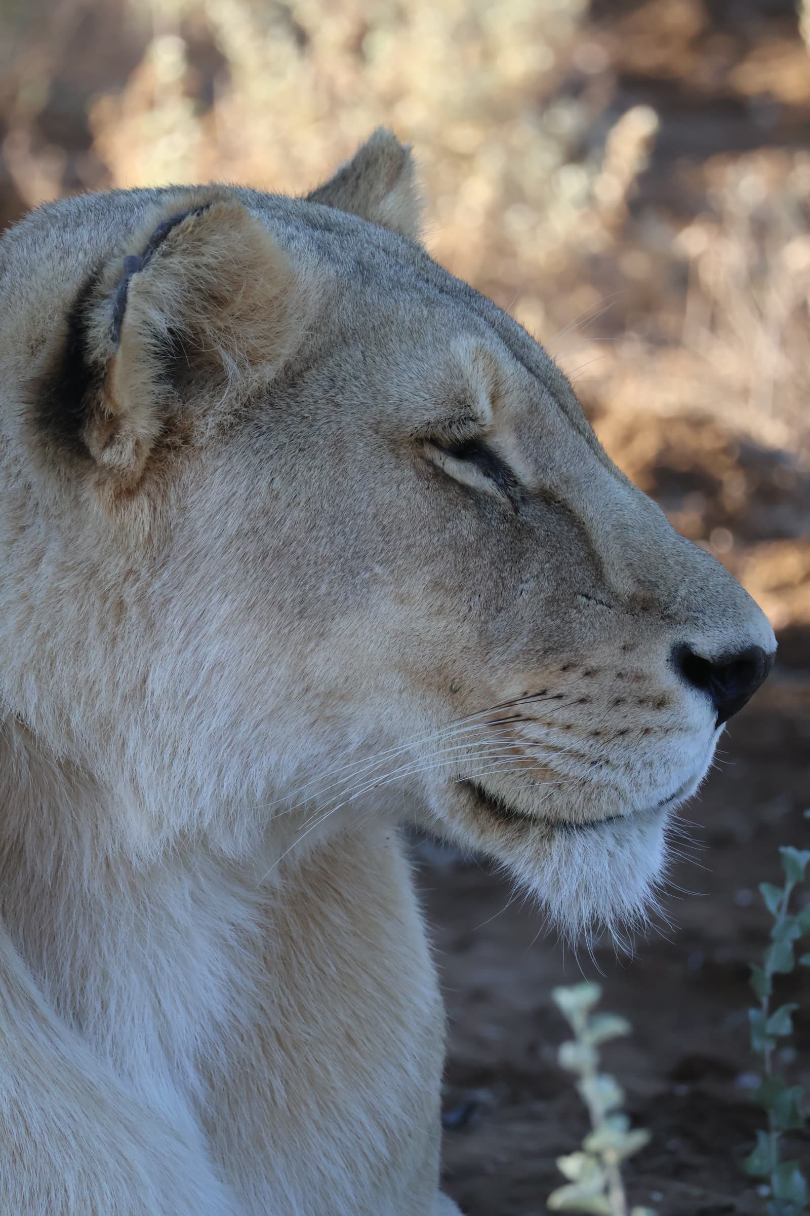 Animal 75