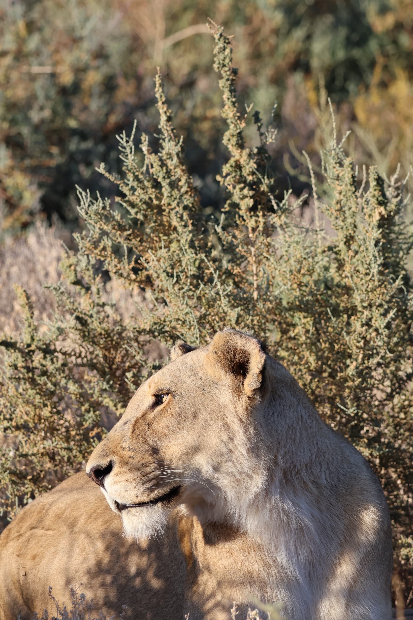 Animal 59