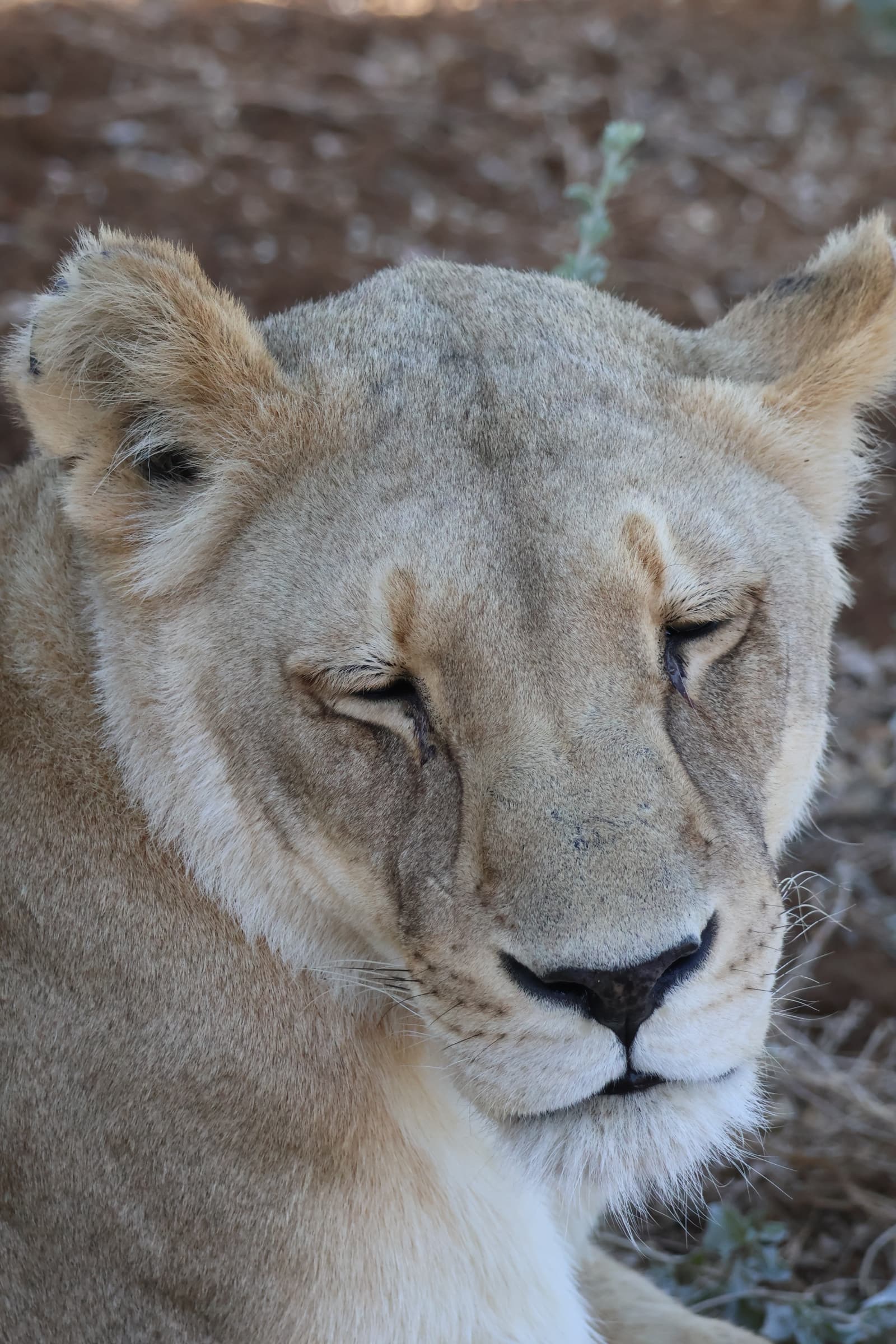 Animal 168