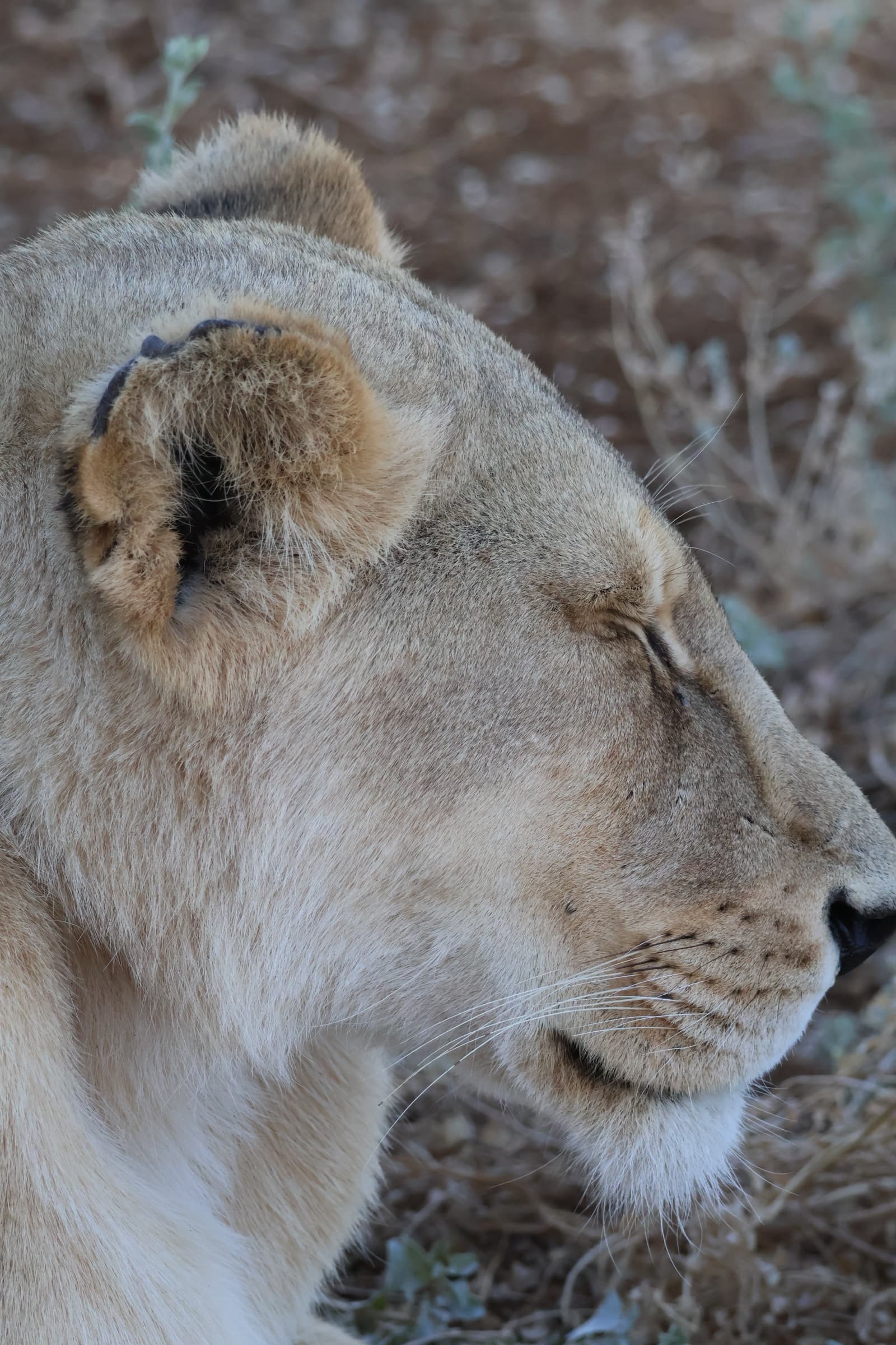 Animal 82