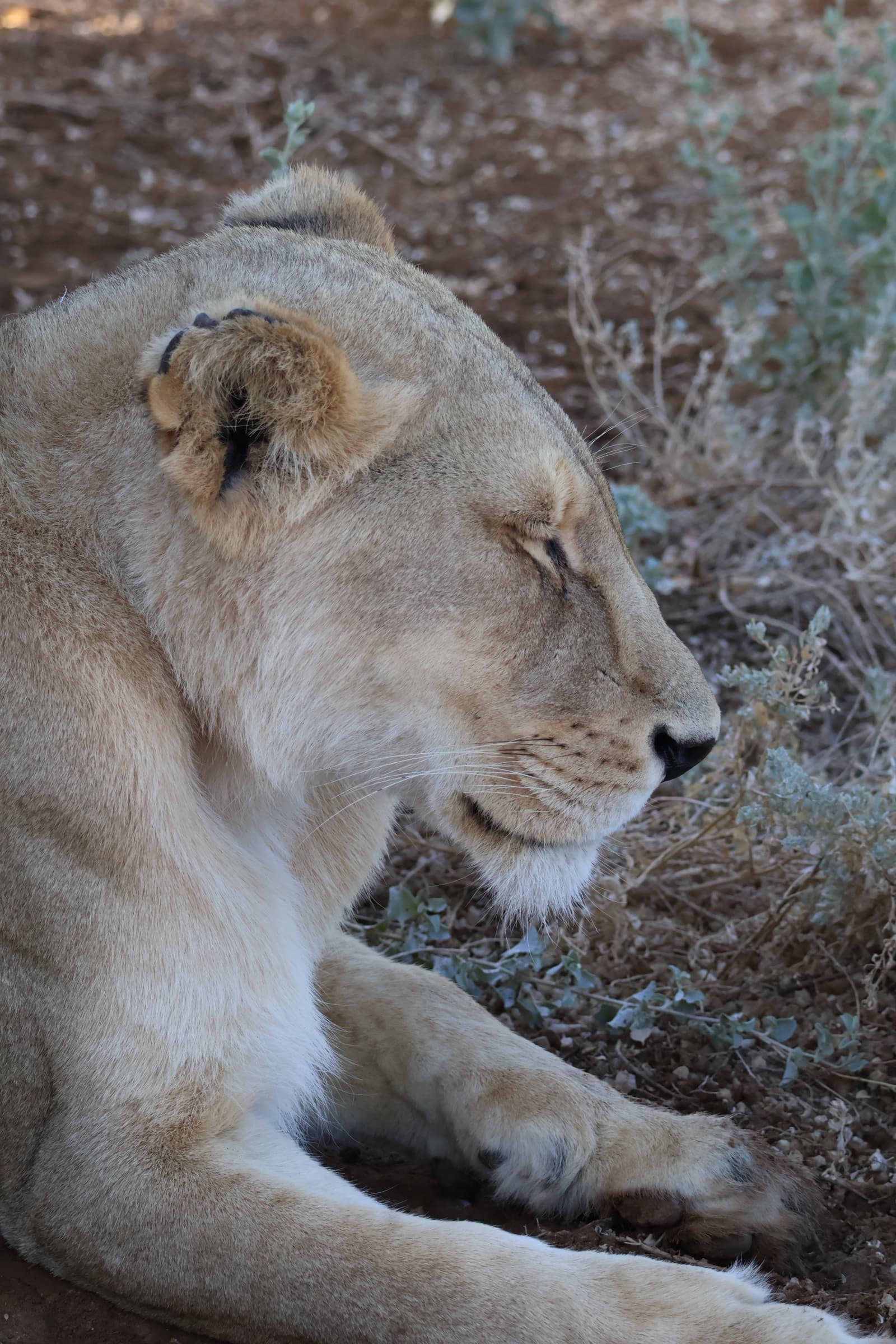 Animal 176
